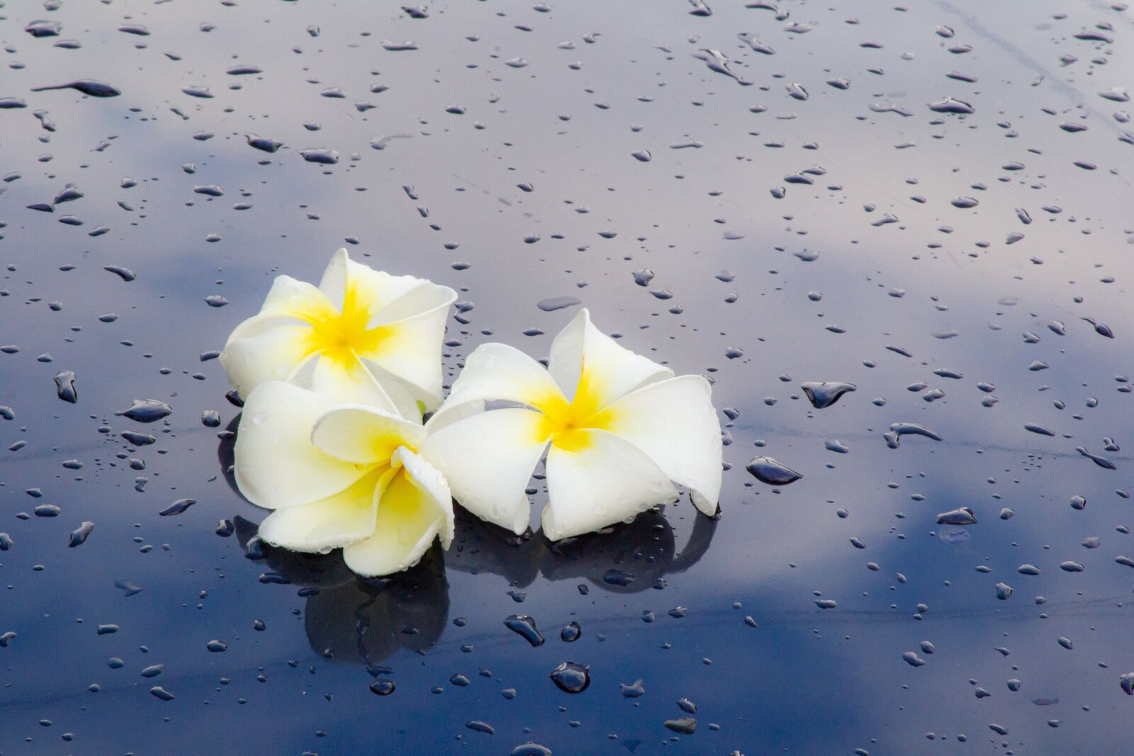 Nikon D3100 sample photo. Macro, sunlight, flower garden photography