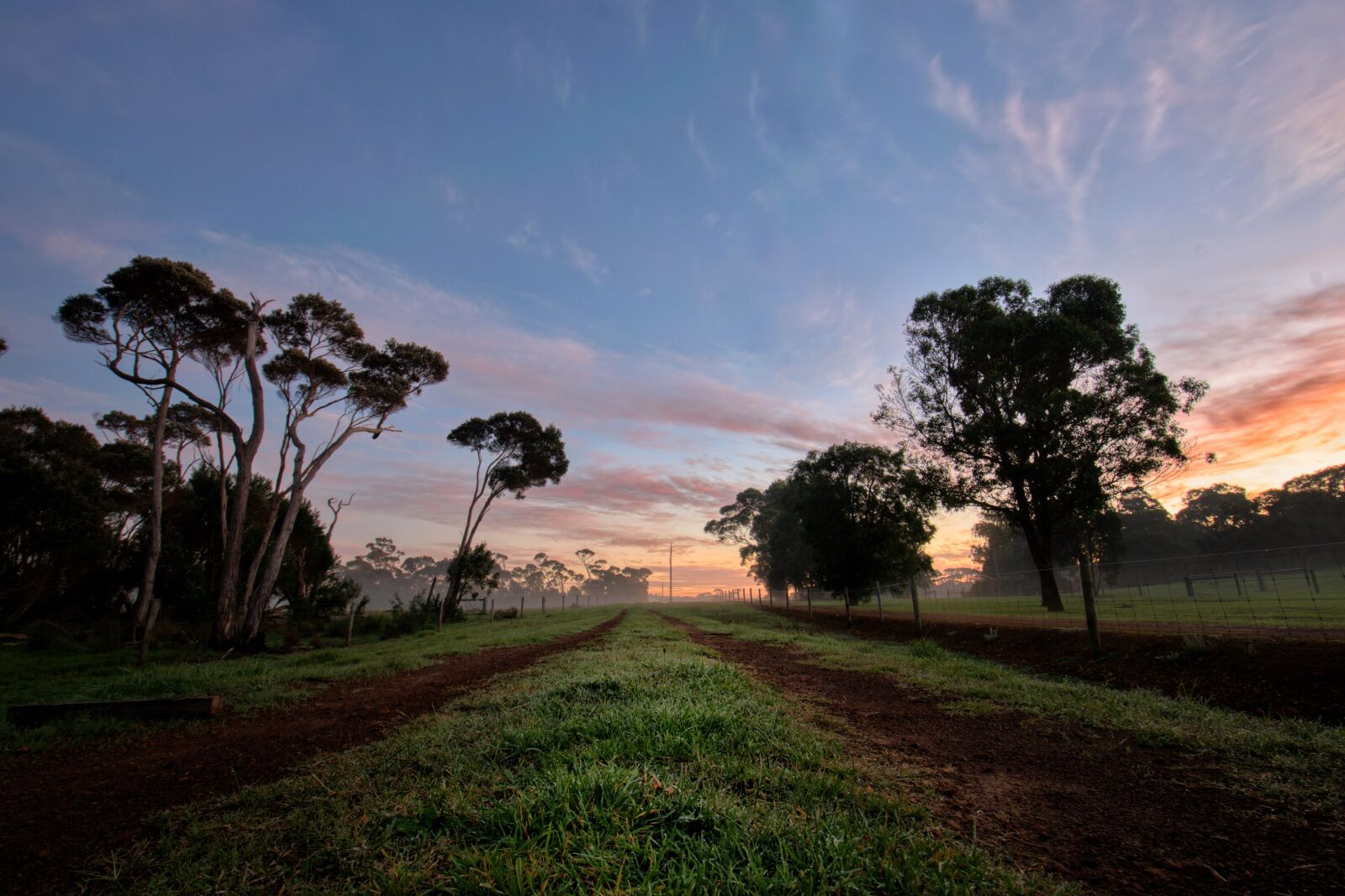 Nikon D3300 sample photo. Sunrise, trees, dew photography