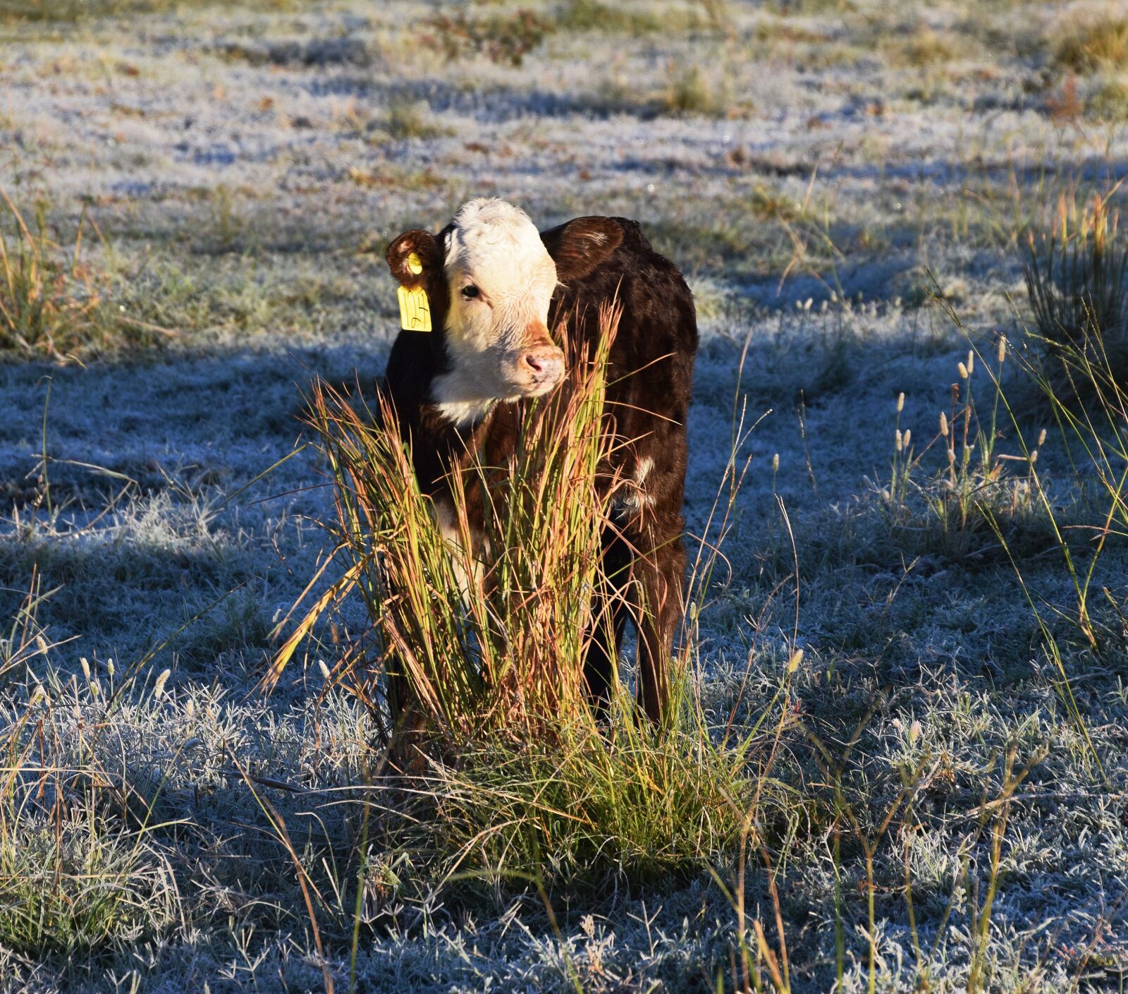 Nikon D5300 sample photo. Calf, cow, cattle photography