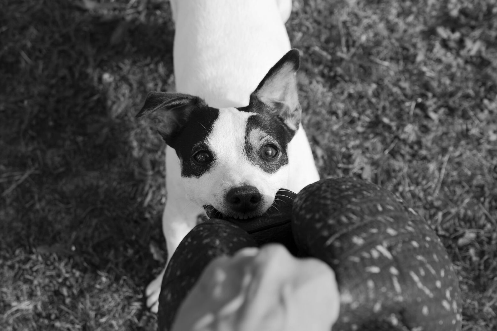 Nikon D5600 sample photo. Jack russel, dog, terrier photography