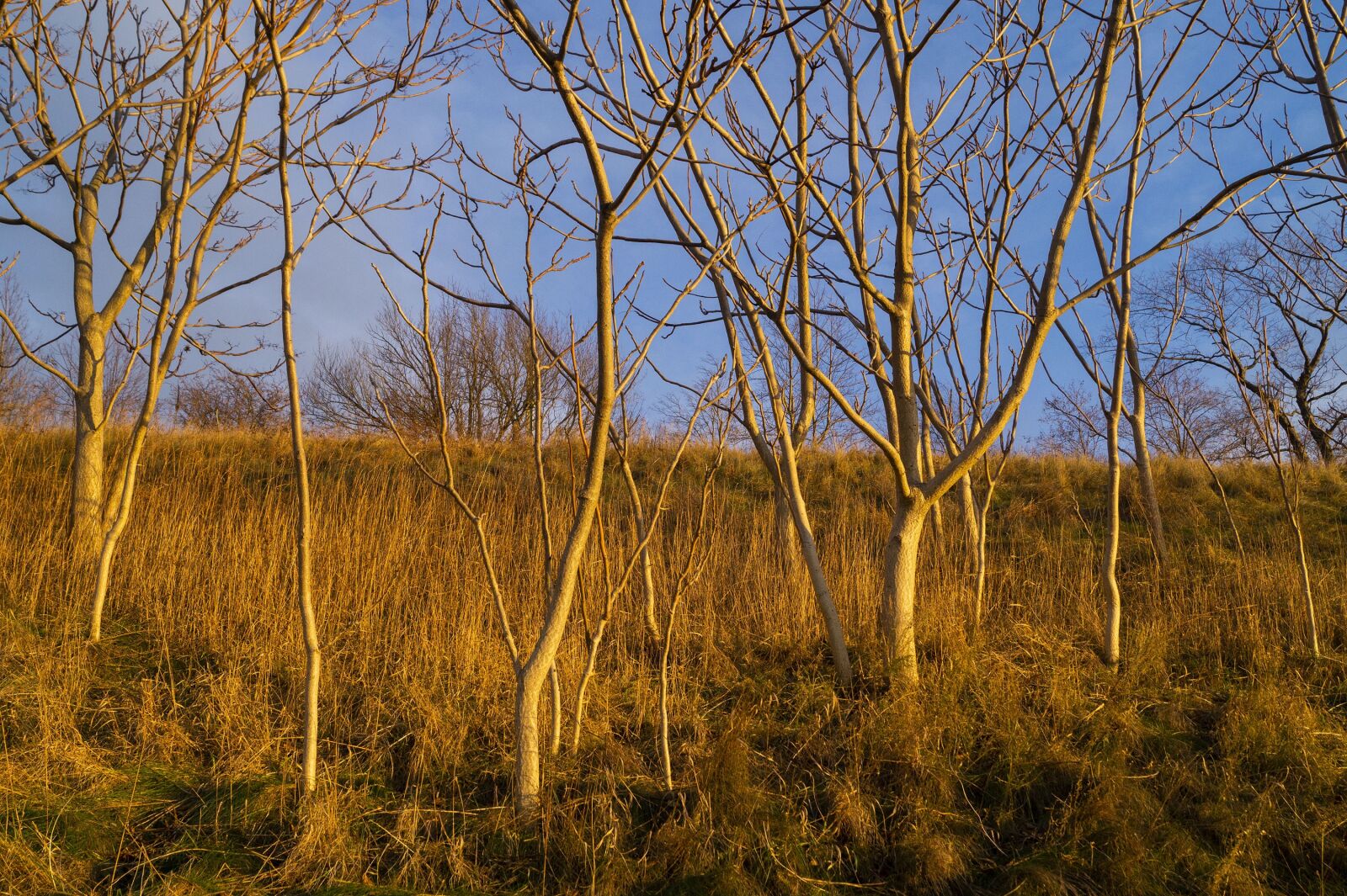 Sony DT 18-55mm F3.5-5.6 SAM II sample photo. Tree, sunset, yellow photography