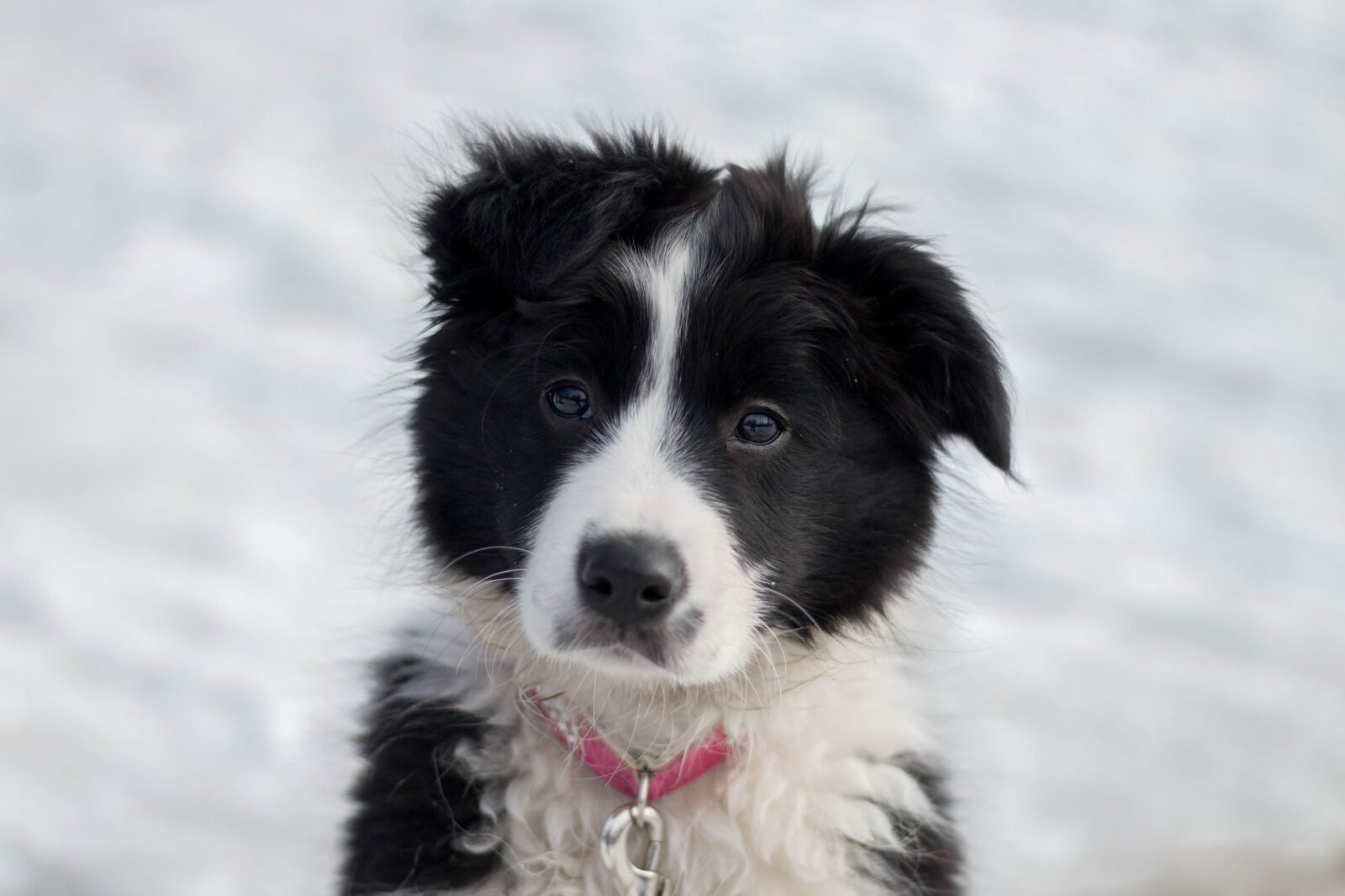 Canon EOS 70D + Canon EF 50mm F1.8 STM sample photo. Dog, animal, funny photography
