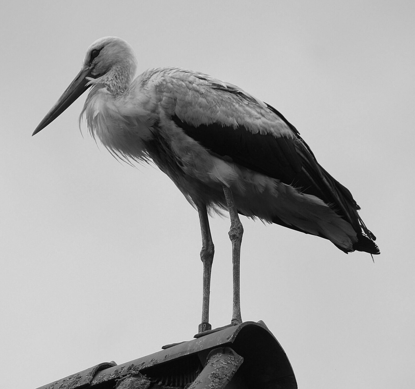 Canon EOS 600D (Rebel EOS T3i / EOS Kiss X5) sample photo. Storks, white stork, mountain photography