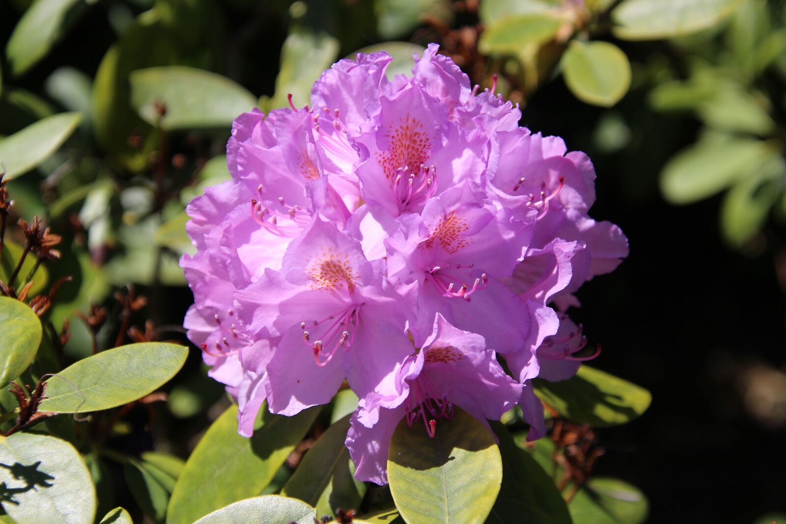Canon EOS 700D (EOS Rebel T5i / EOS Kiss X7i) sample photo. Rhododendron, plant, nature photography