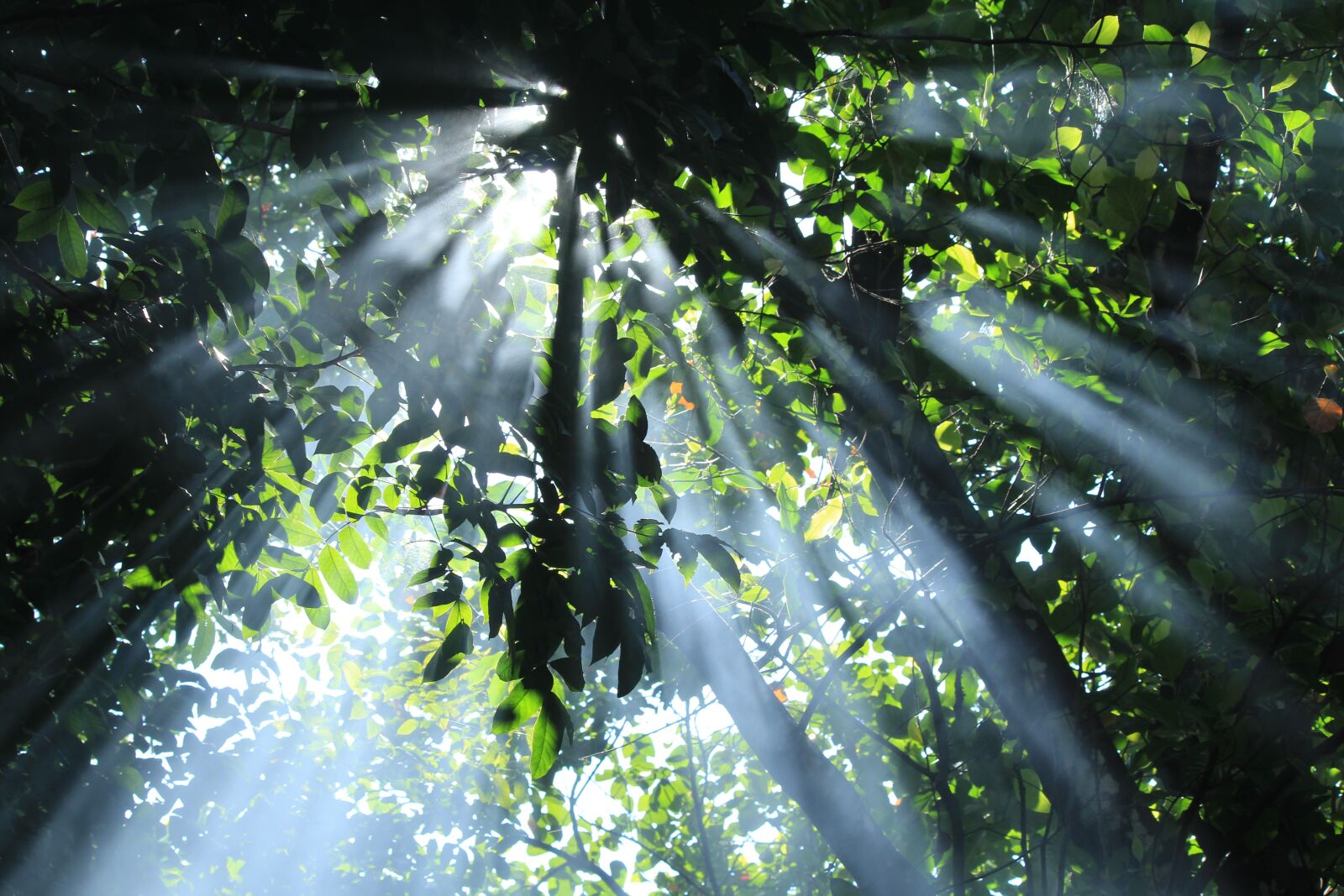 Canon EOS 1200D (EOS Rebel T5 / EOS Kiss X70 / EOS Hi) sample photo. Fog, sun rays, nature photography