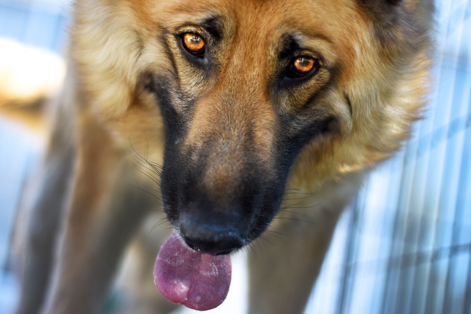 Nikon D7200 sample photo. Dog, bitch, animal photography
