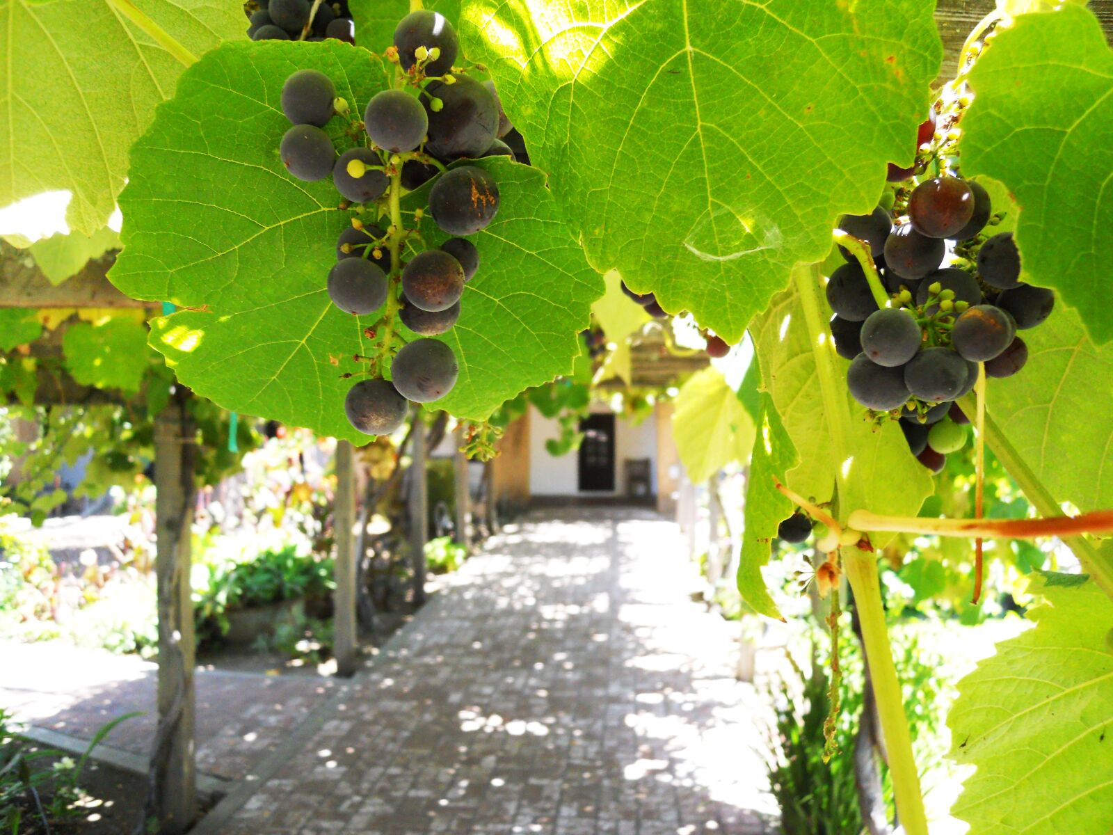 Nikon Coolpix S570 sample photo. Grapes, vineyard, vines photography
