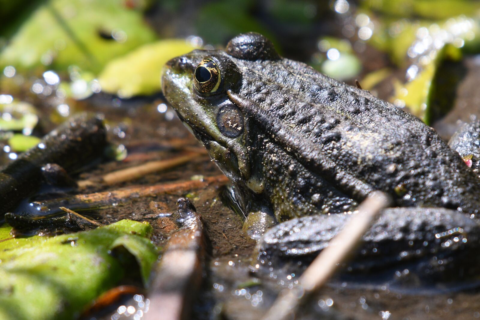 Nikon D500 sample photo. Frog, water lily, nature photography