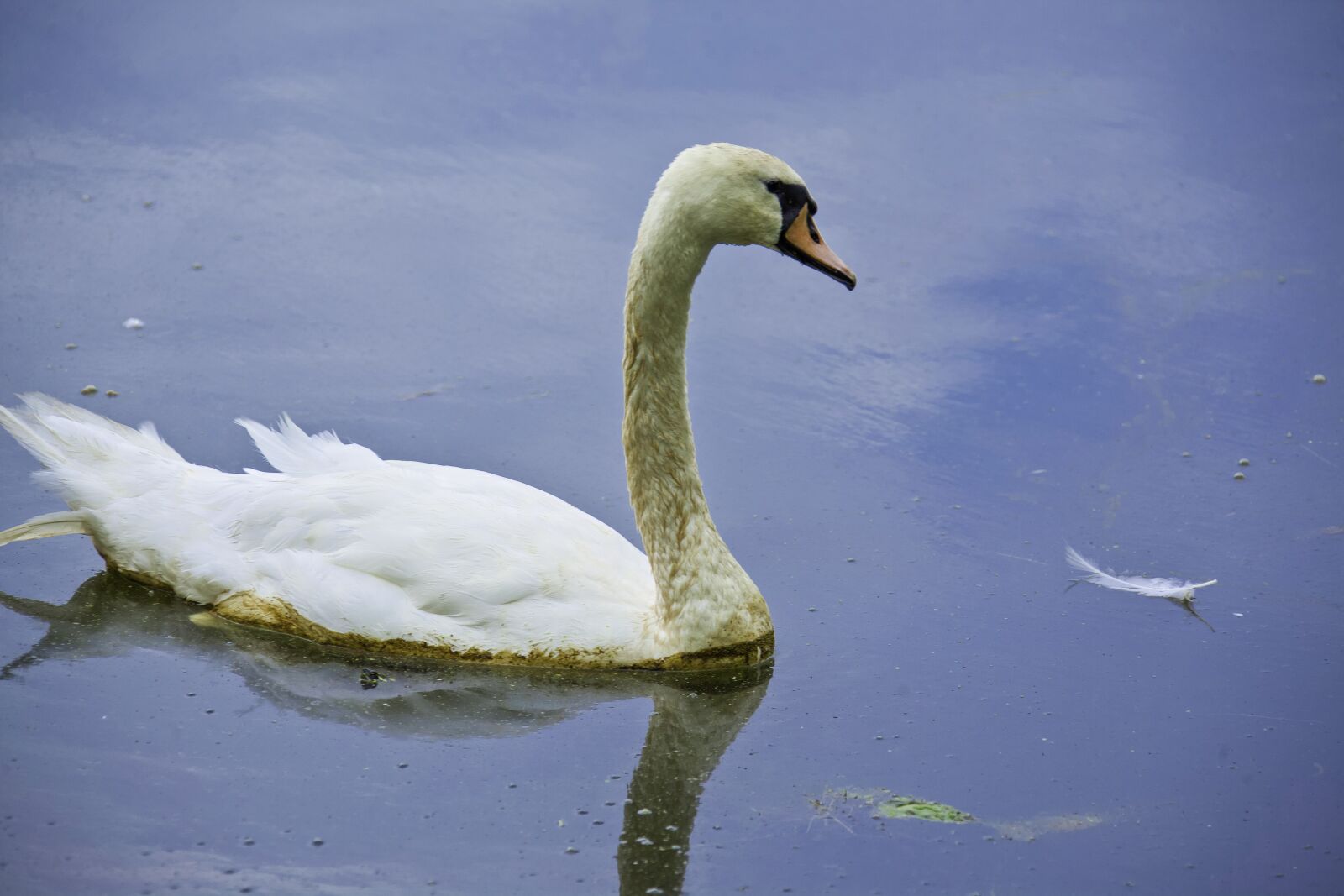 Canon EOS 5D Mark II + Canon EF 28-300mm F3.5-5.6L IS USM sample photo. Swan, wildlife, water photography