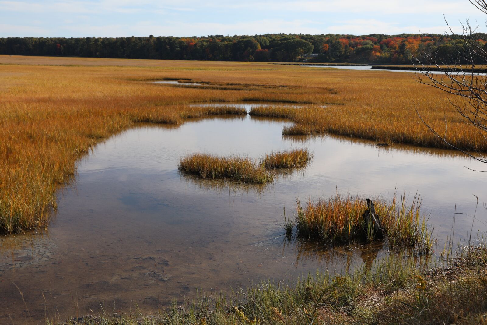 Canon EOS 5D Mark IV sample photo. Autumn marsh, marsh, nature photography