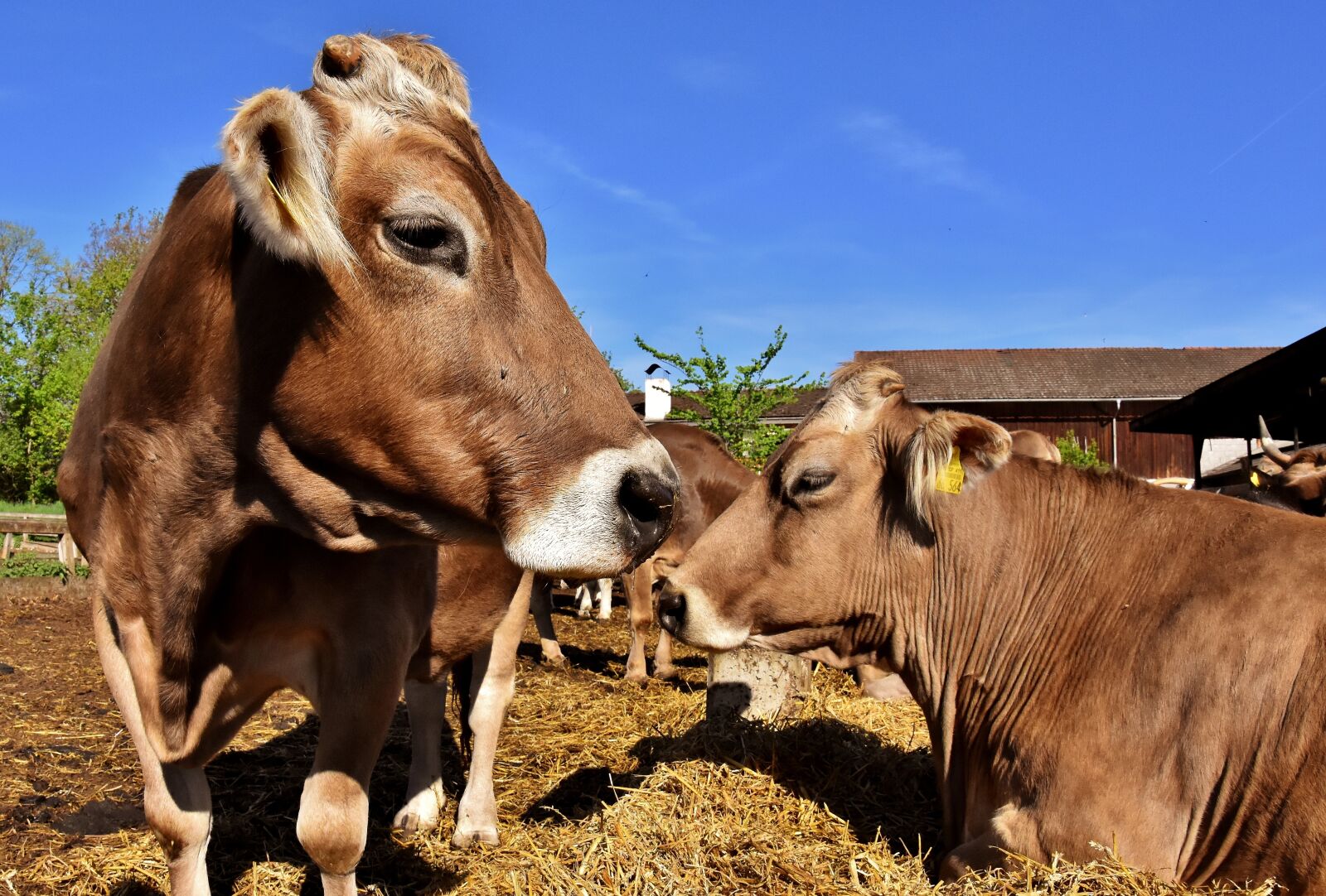 Nikon D7200 sample photo. Cow, beef, snout photography