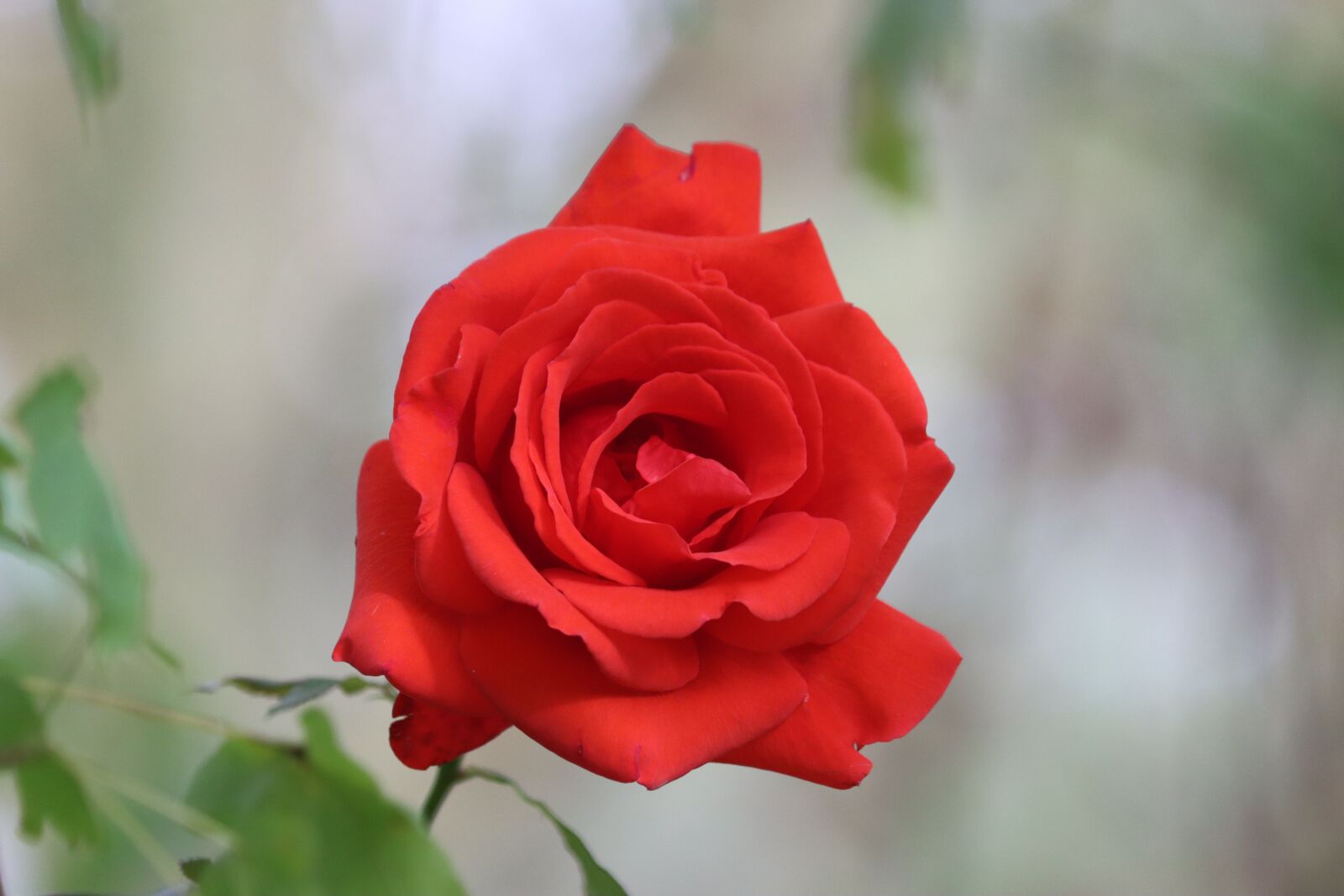 Canon EOS 90D sample photo. Pink, red, flower photography