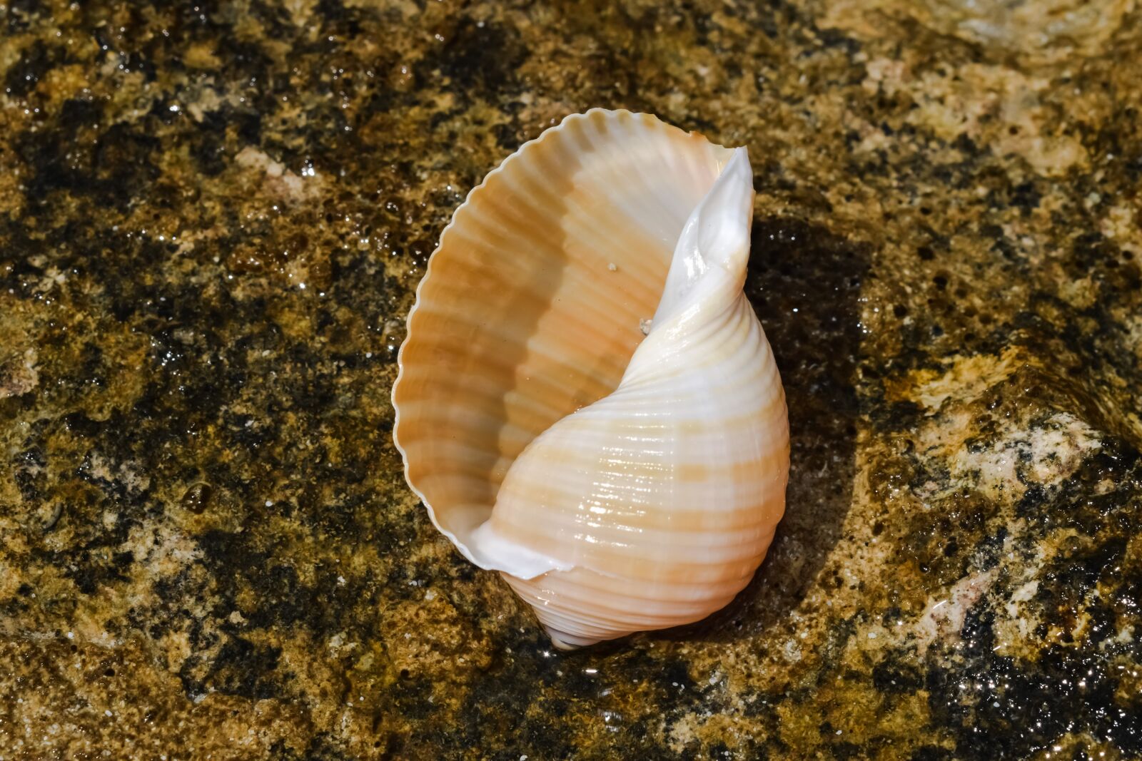 Nikon D3300 sample photo. Shell, beach, summer photography