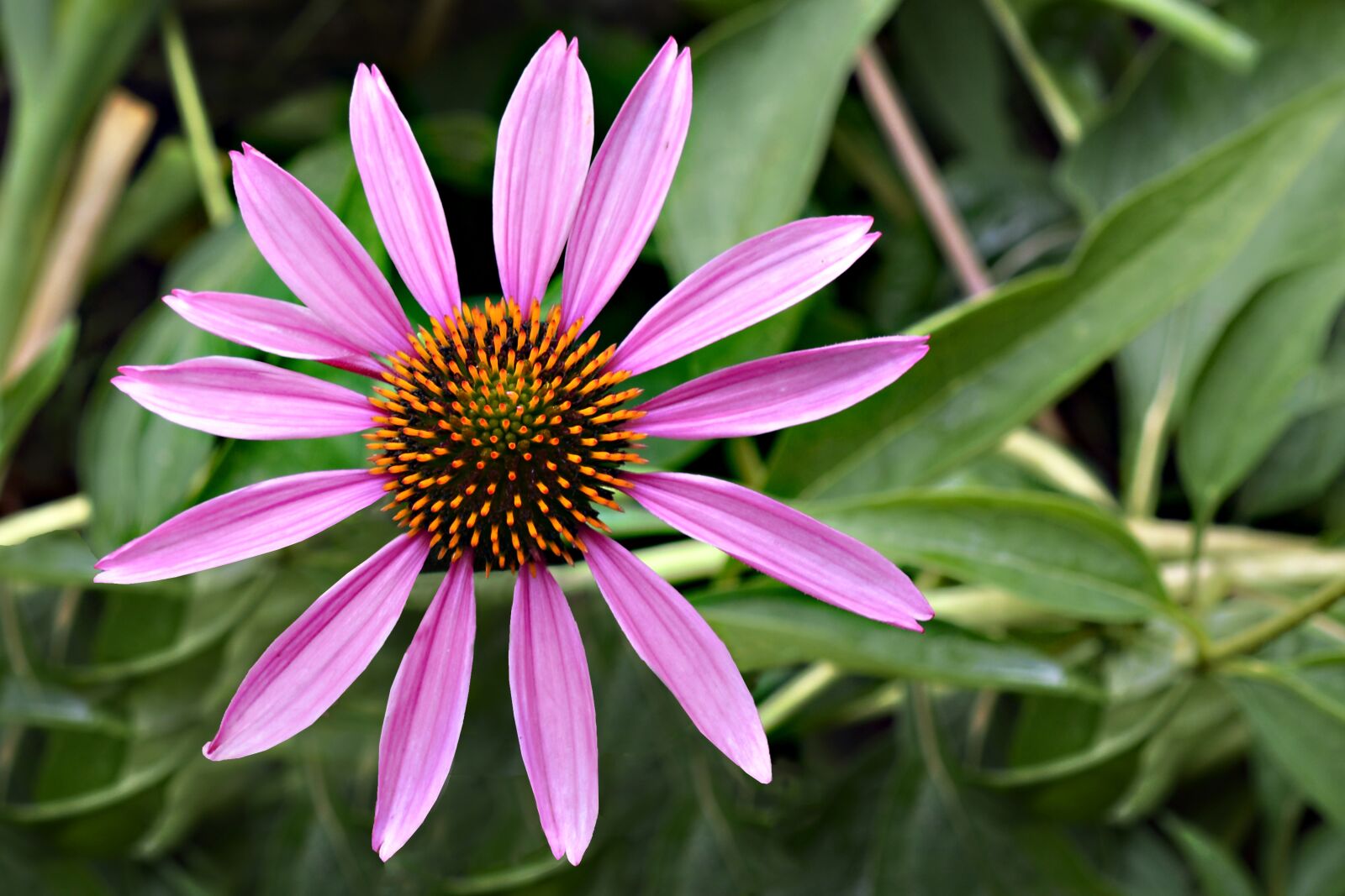 Nikon D7100 sample photo. Coneflower, blossom, bloom photography