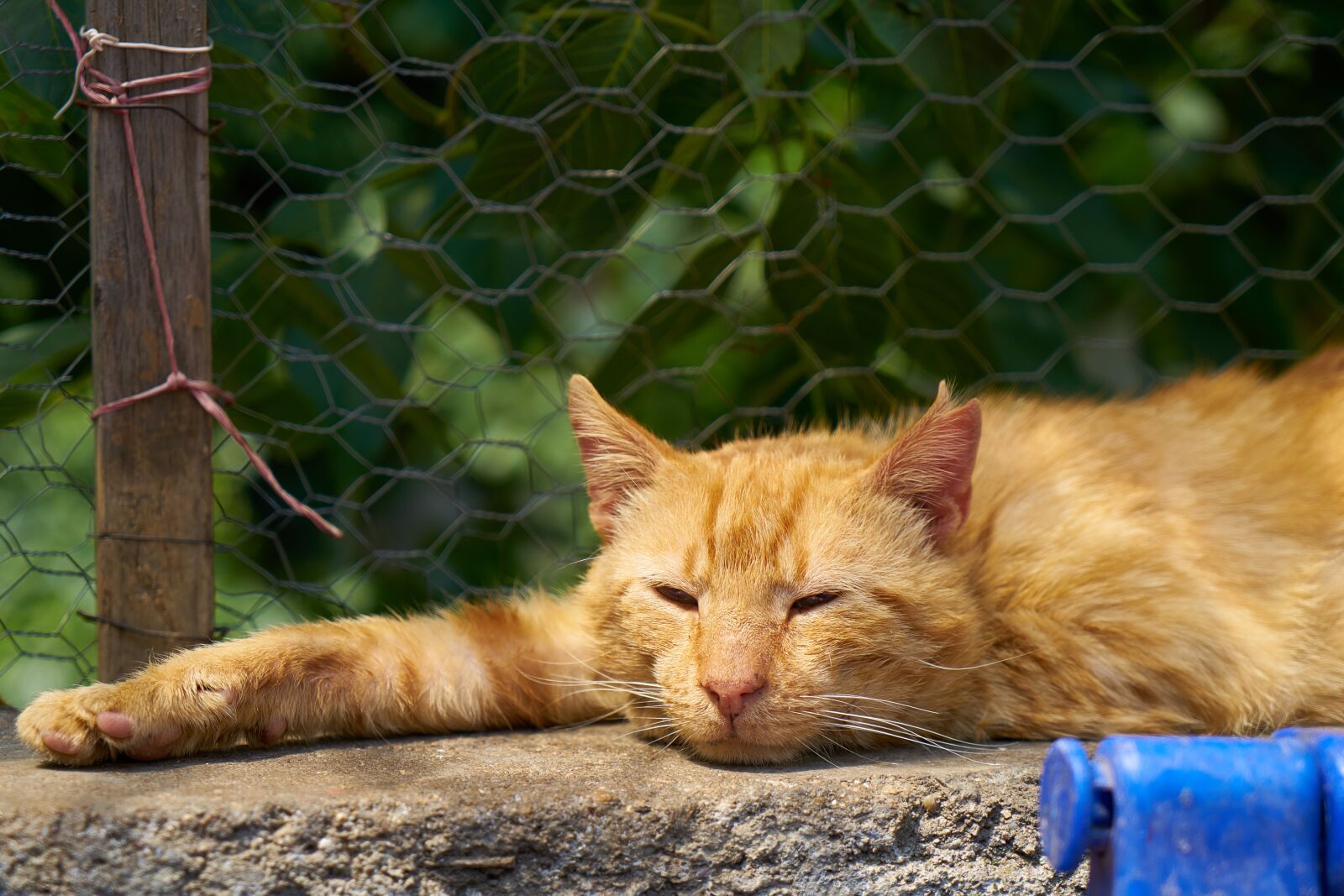 Sony a7R II + Sony Vario Tessar T* FE 24-70mm F4 ZA OSS sample photo. Cat, animal, yellow photography