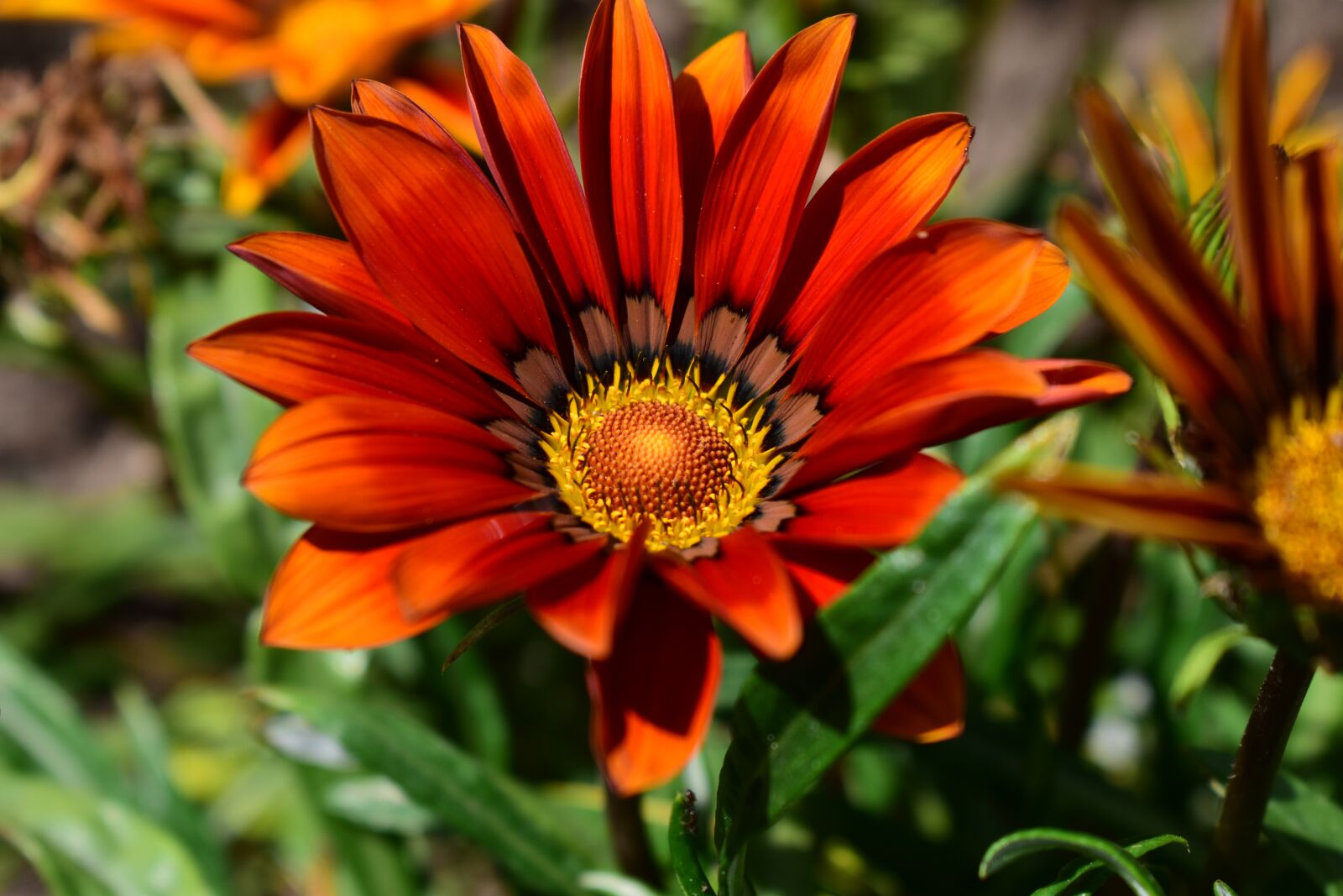 Nikon D3400 sample photo. Nature, flower, plant photography