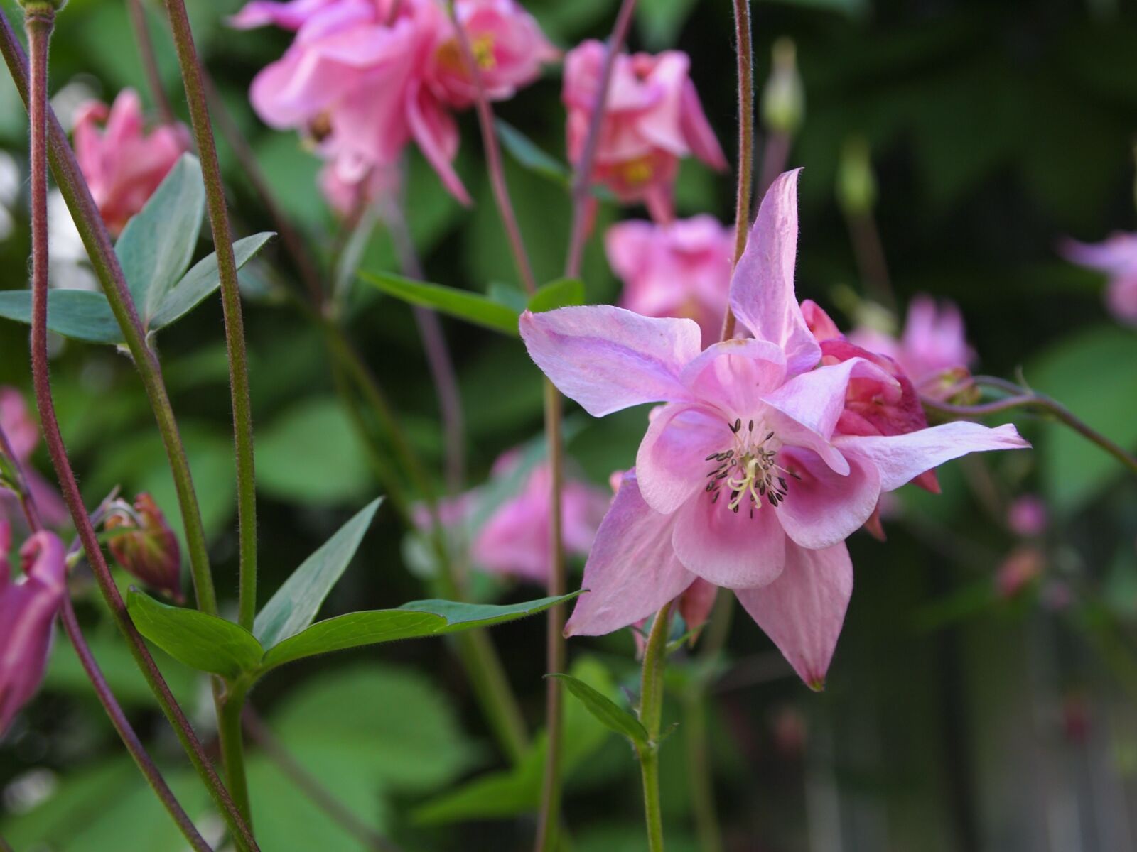 Olympus PEN E-PL1 sample photo. Flowers, garden, bell photography