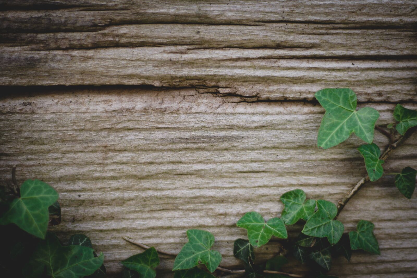 Canon EOS 400D (EOS Digital Rebel XTi / EOS Kiss Digital X) sample photo. Background, ivy, wood photography