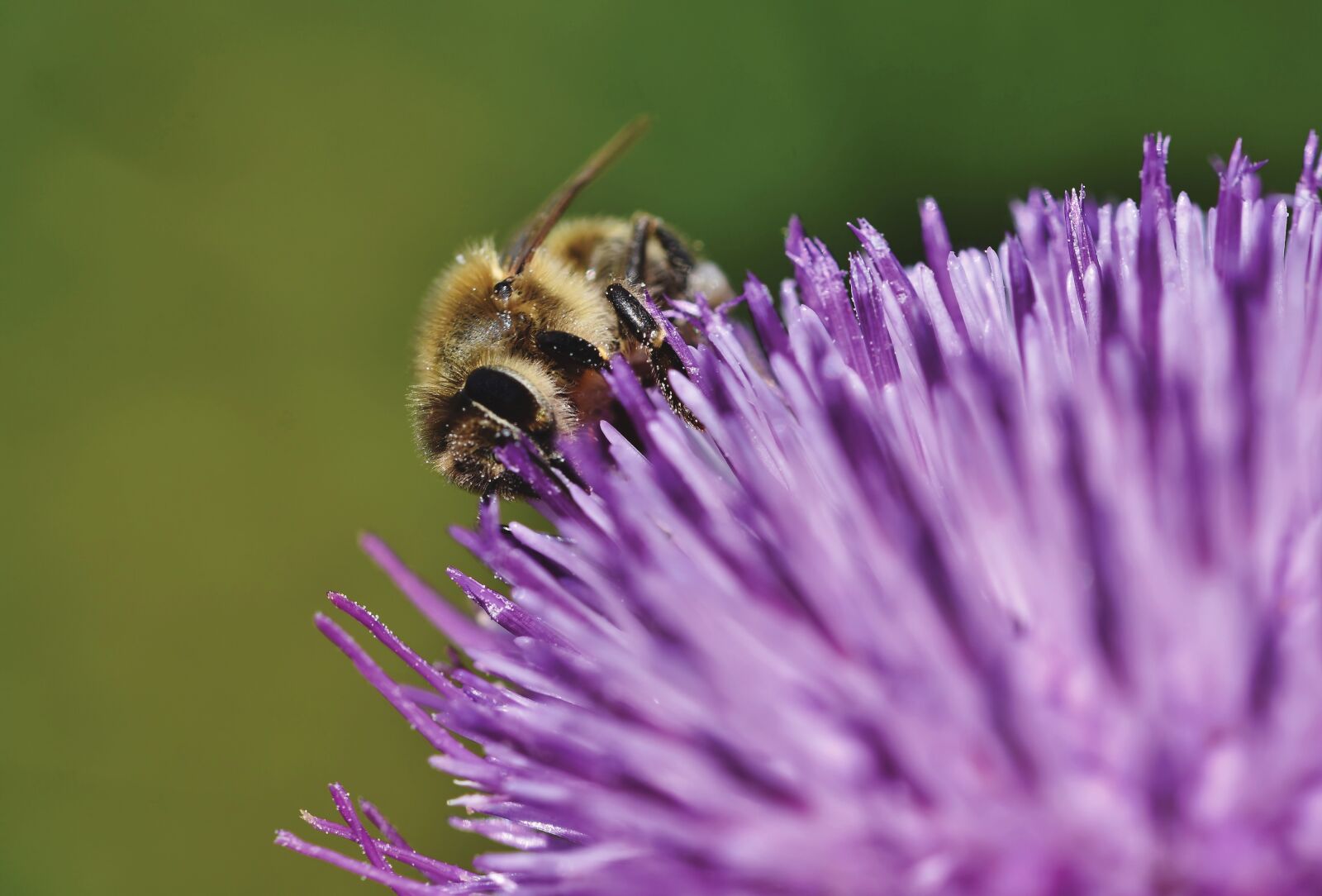 Nikon D7200 sample photo. Bee, honey bee, insect photography