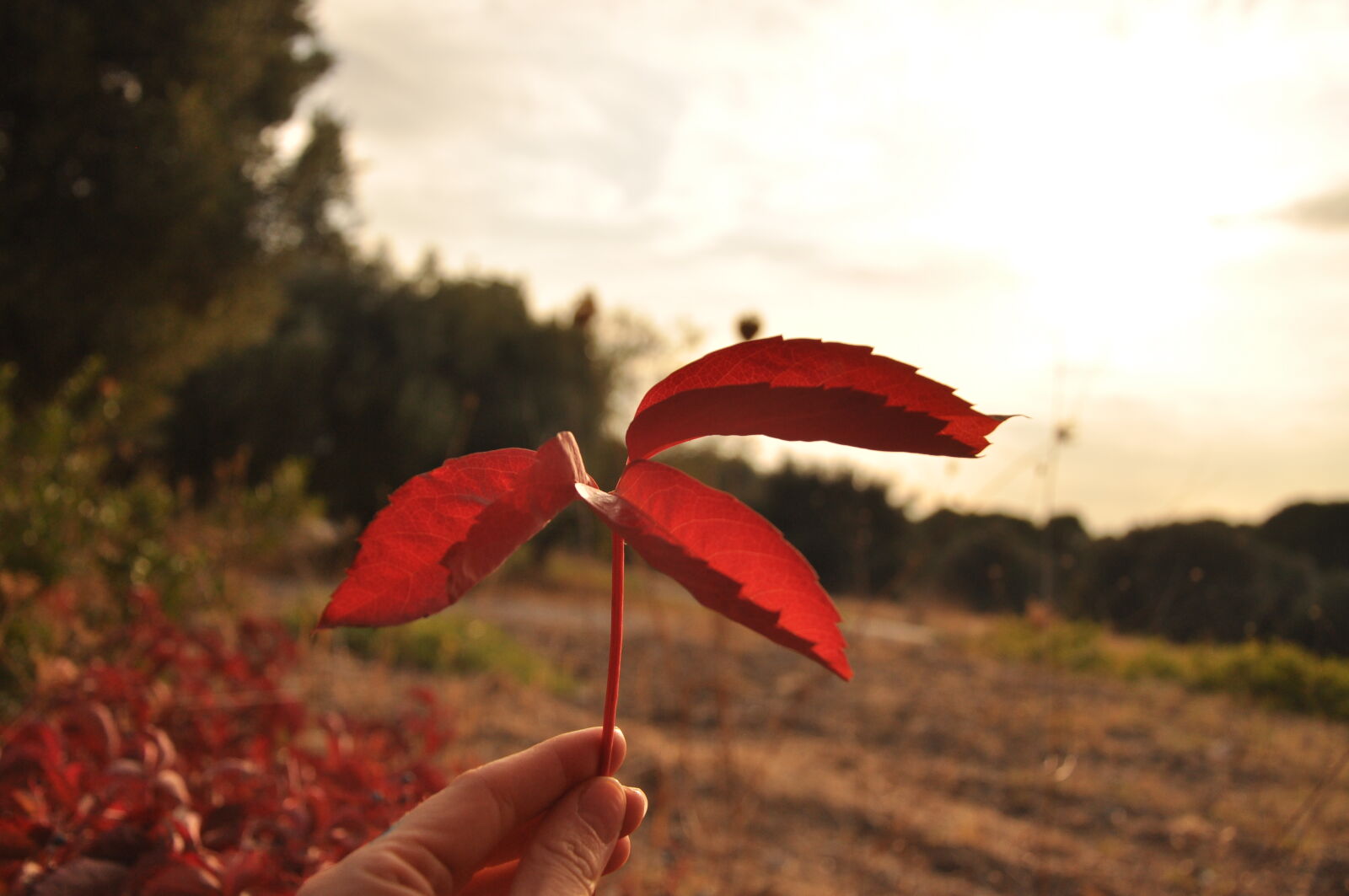 Nikon D90 sample photo. Aksam, gunesi, doga, hand photography