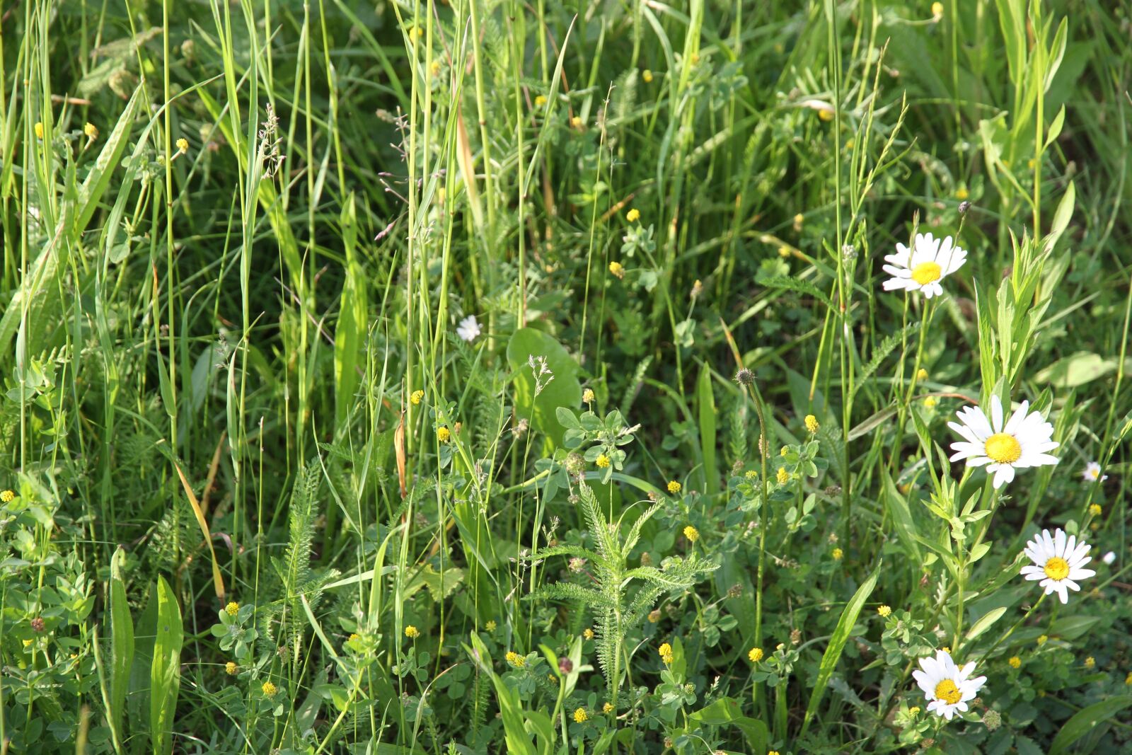 Canon EOS 7D sample photo. Grass, flower, nature photography