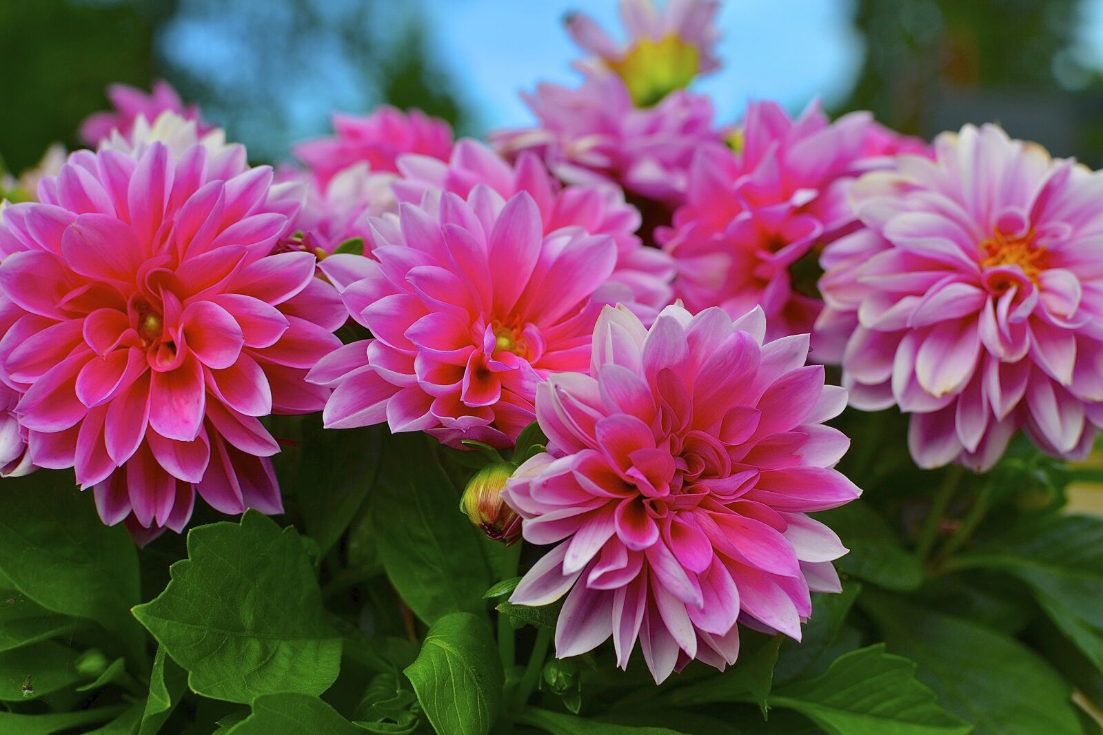 Nikon D3100 sample photo. Flower, summer, garden plant photography