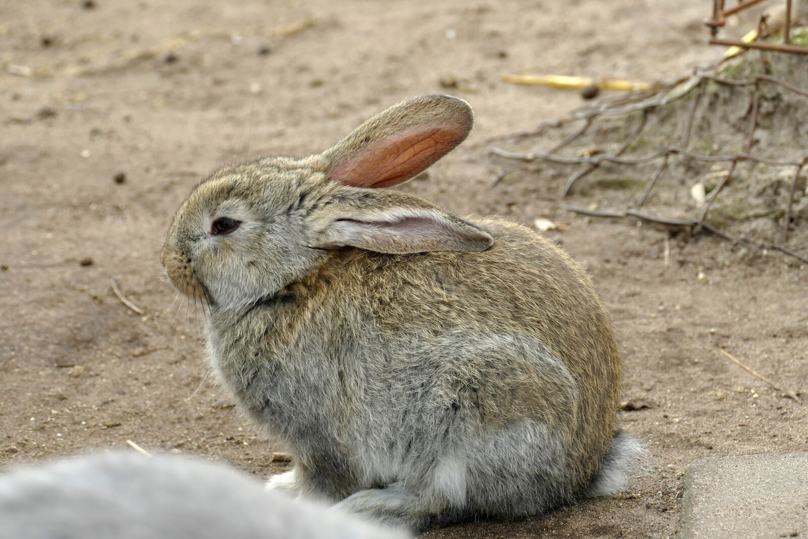 Panasonic Lumix DMC-FZ1000 sample photo. Rabbit, mammal, wild photography