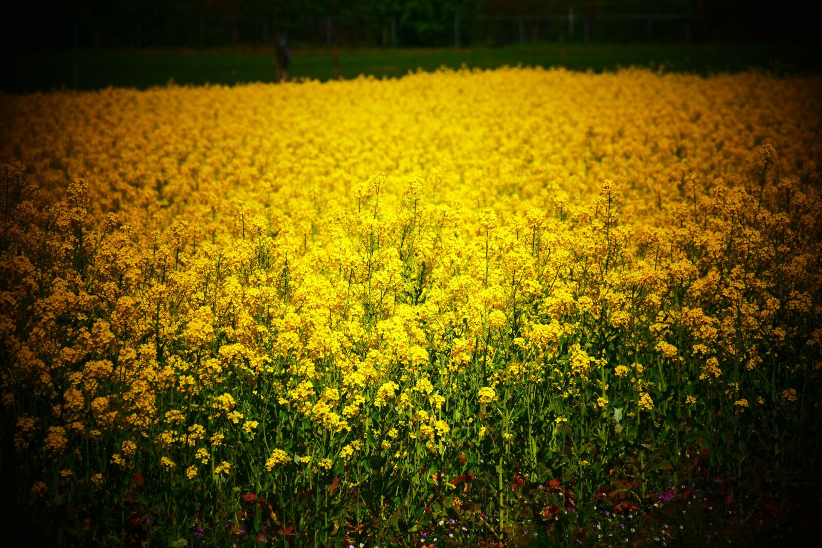 Panasonic Lumix DMC-G85 (Lumix DMC-G80) sample photo. Field, yellow, flower photography