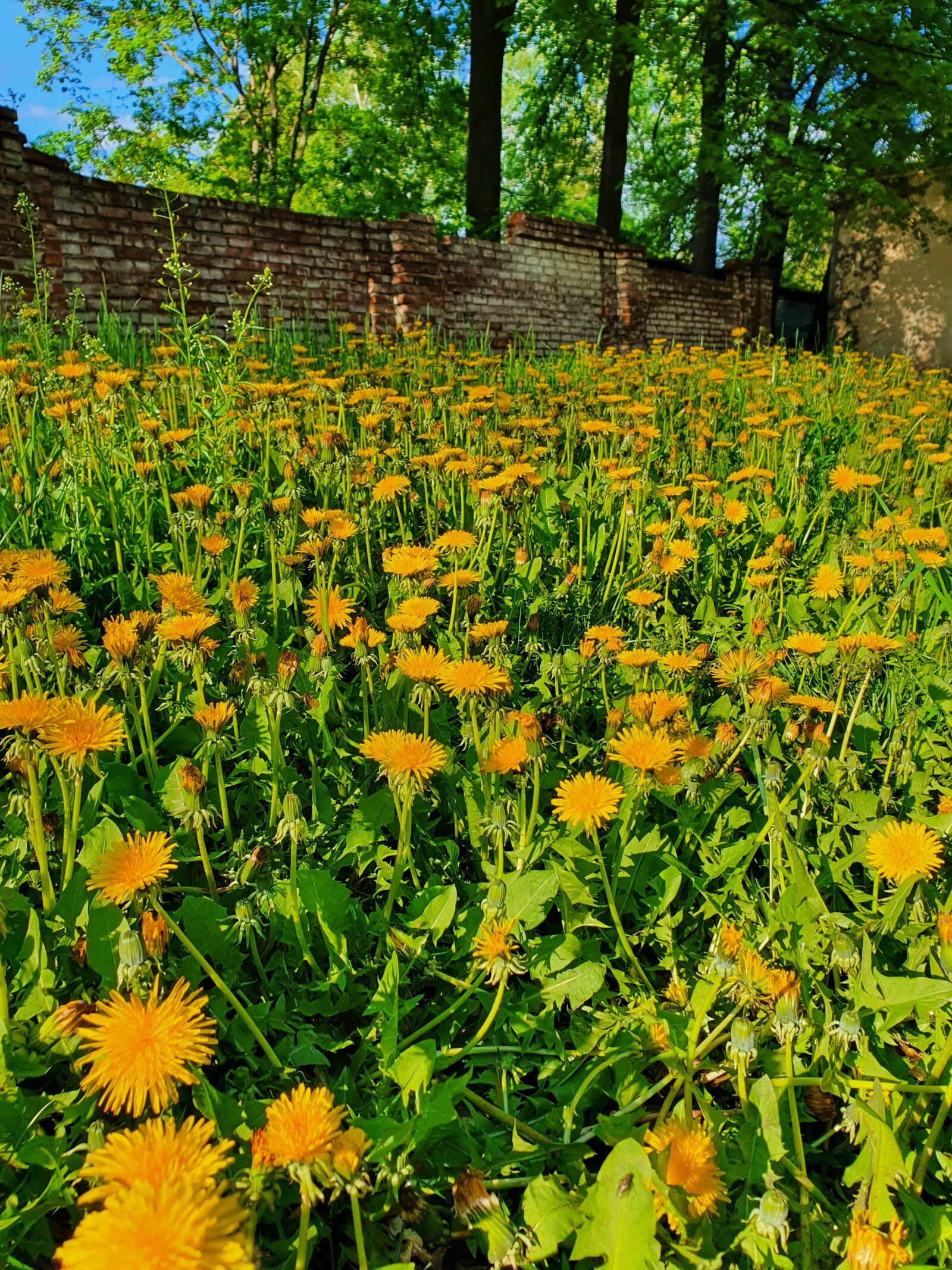 Samsung Galaxy S10 sample photo. Glade, flowers, dandelions photography