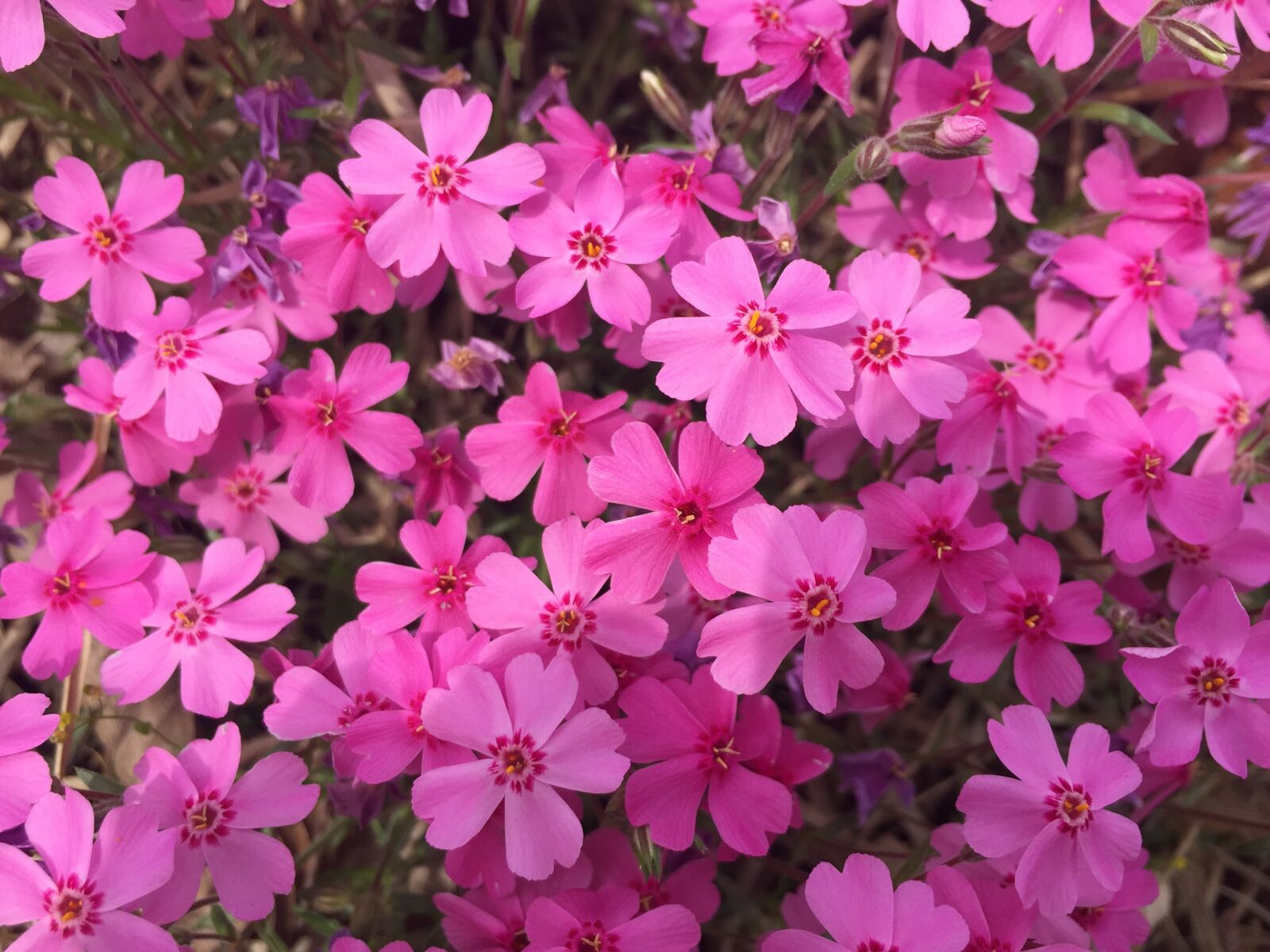 Apple iPhone 6 sample photo. Flowers, passion, pink photography