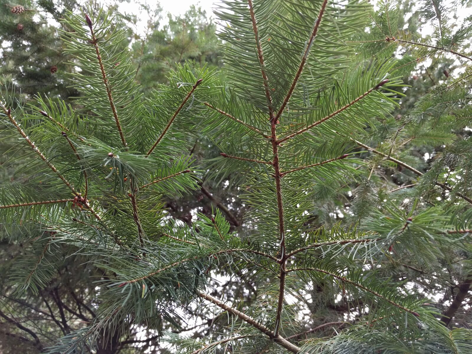 Google Nexus 6P sample photo. Pine, tree, pine tree photography