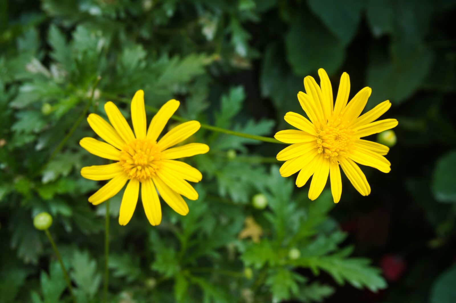 Sony Alpha NEX-3N sample photo. Flowers, yellow, nature photography