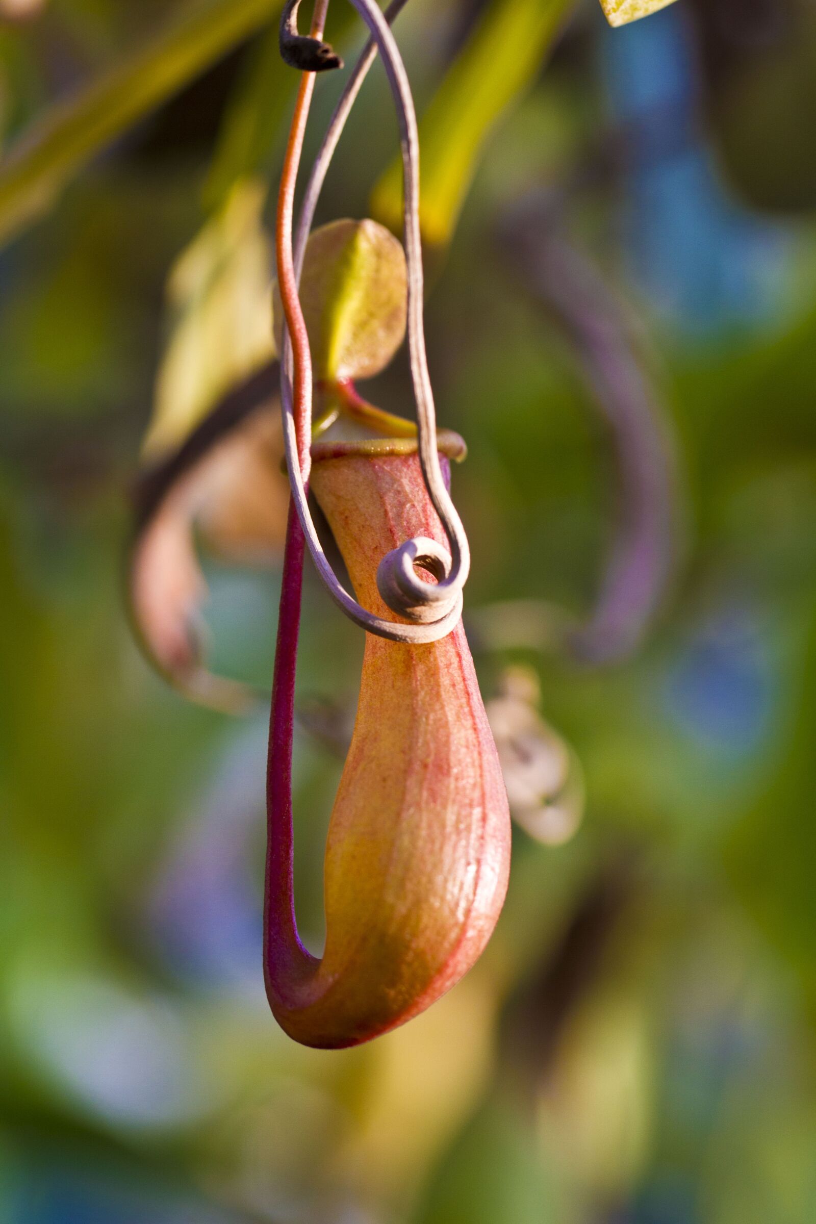 Canon EF 100mm F2.8L Macro IS USM sample photo. Pitcher plant, pot, open photography