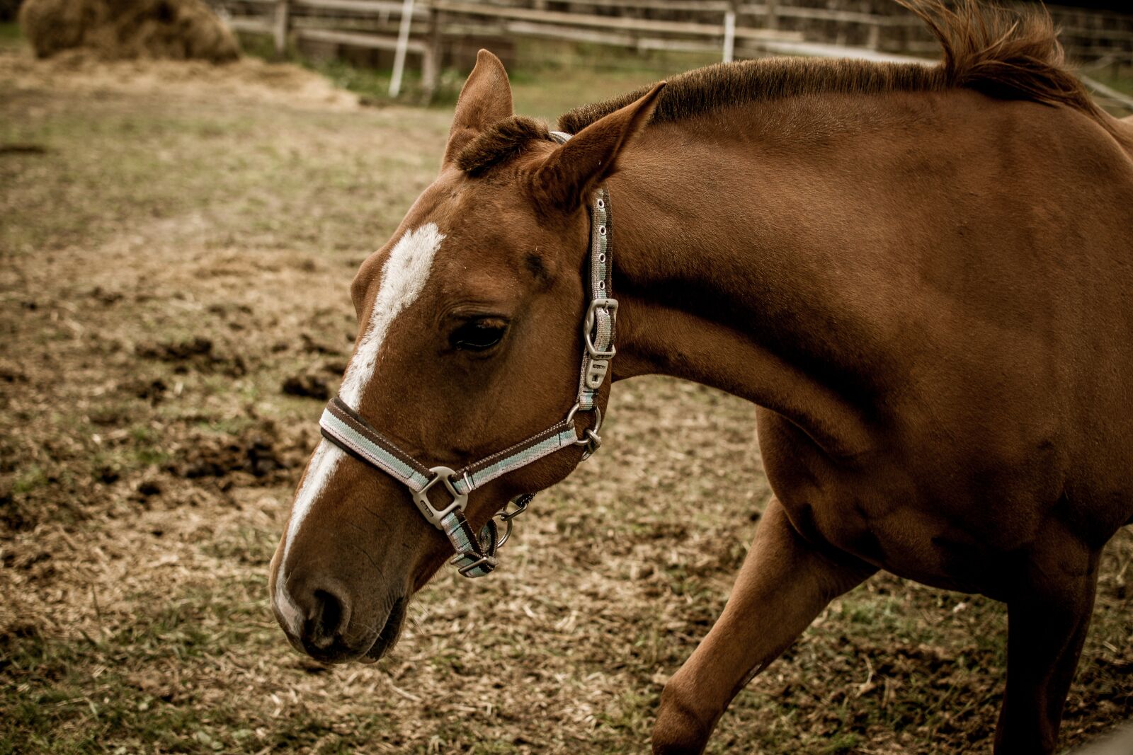 Nikon D3300 sample photo. Horse, reiter, portrait photography