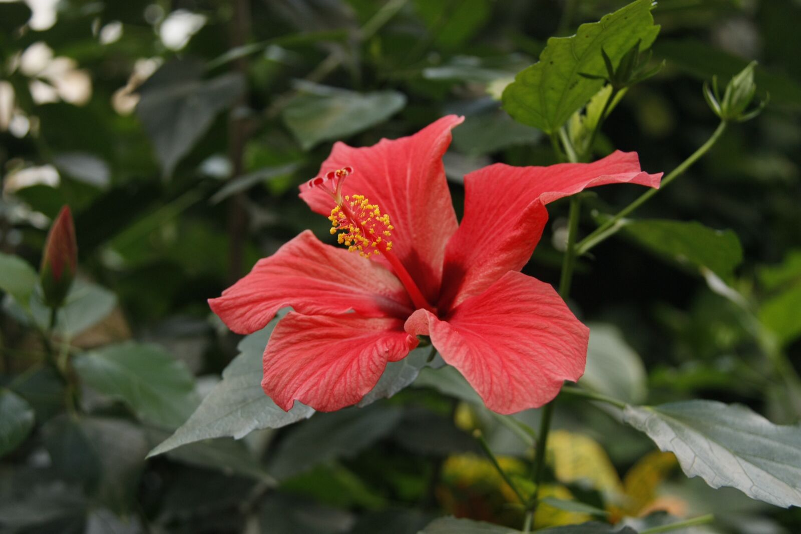 Canon EOS 450D (EOS Rebel XSi / EOS Kiss X2) sample photo. Hawaiibloem, hibiscus, hawaii photography