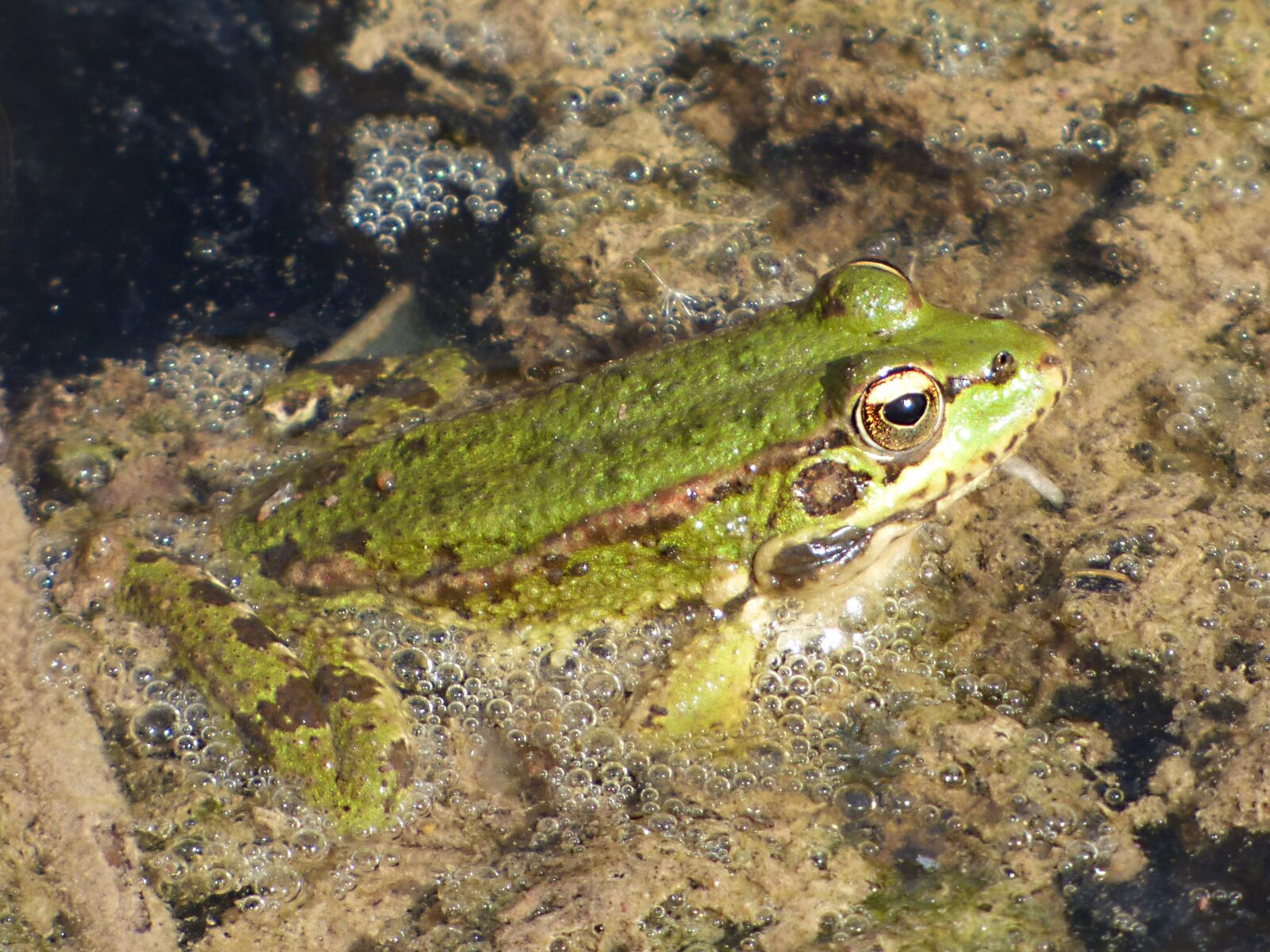 Panasonic Lumix DMC-FZ70 sample photo. Frog, river, algae photography