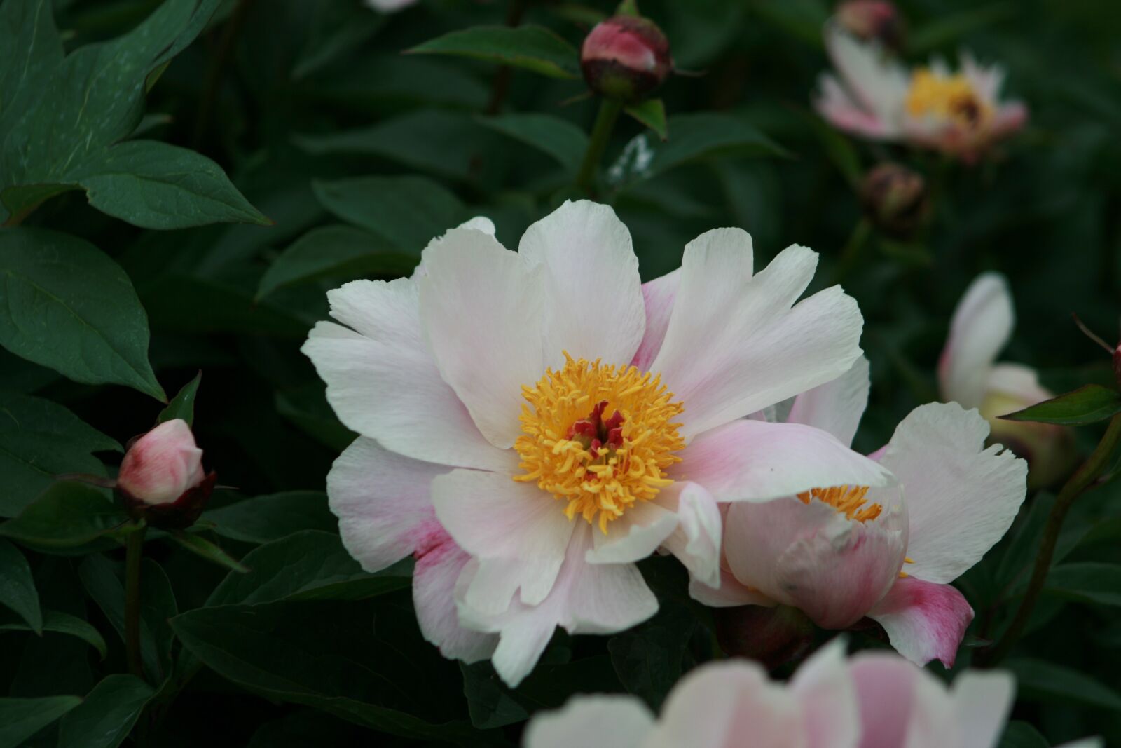 Canon EOS 400D (EOS Digital Rebel XTi / EOS Kiss Digital X) sample photo. Flower, flora, nature photography