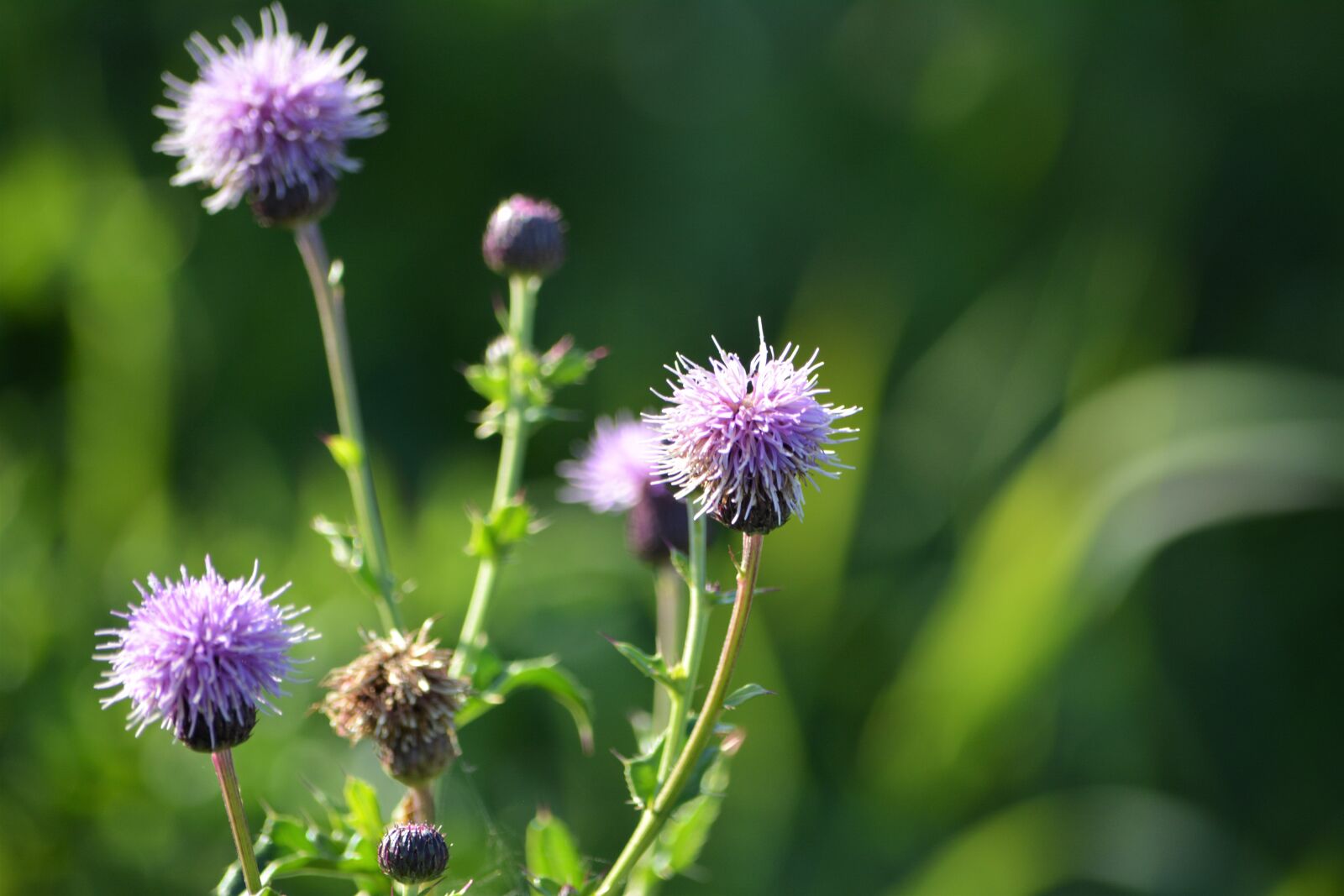 Nikon D5200 sample photo. Pink, flower, purple photography