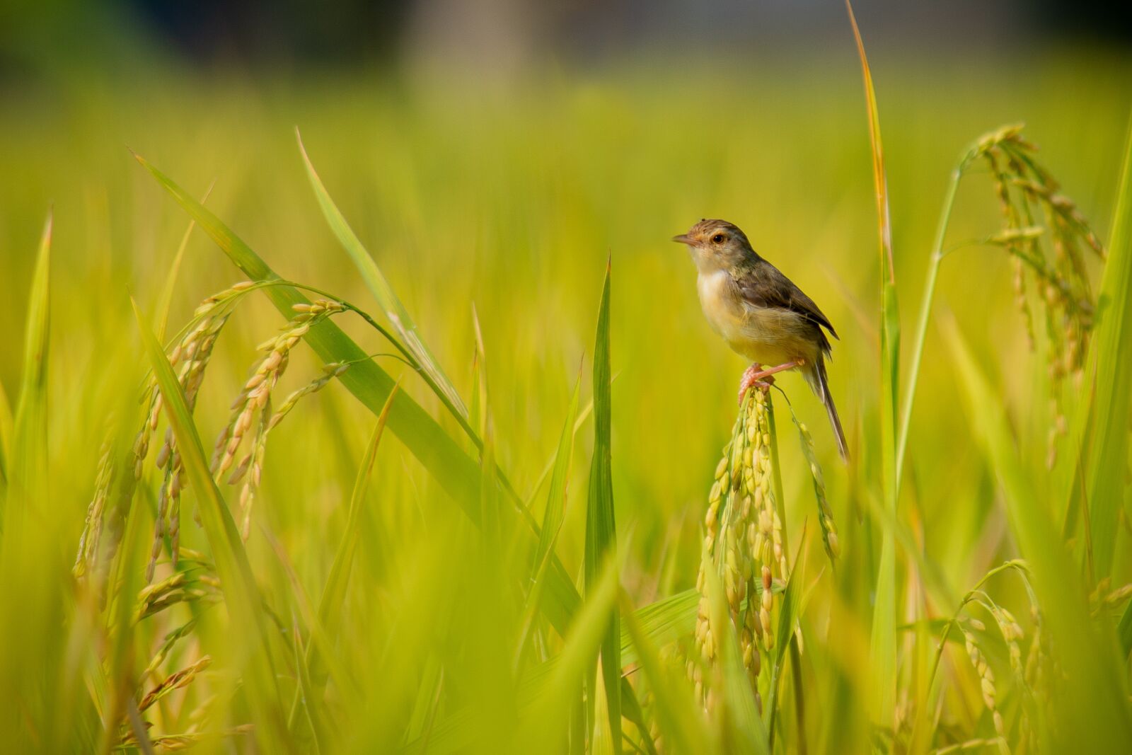Nikon D7100 sample photo. Bird, nature, animal photography