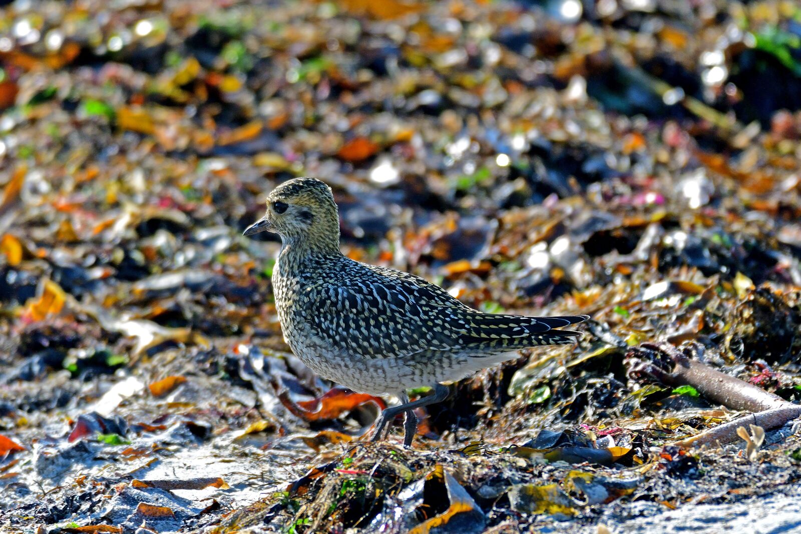 Nikon D500 sample photo. Lapwing plover, microdrile, plover photography