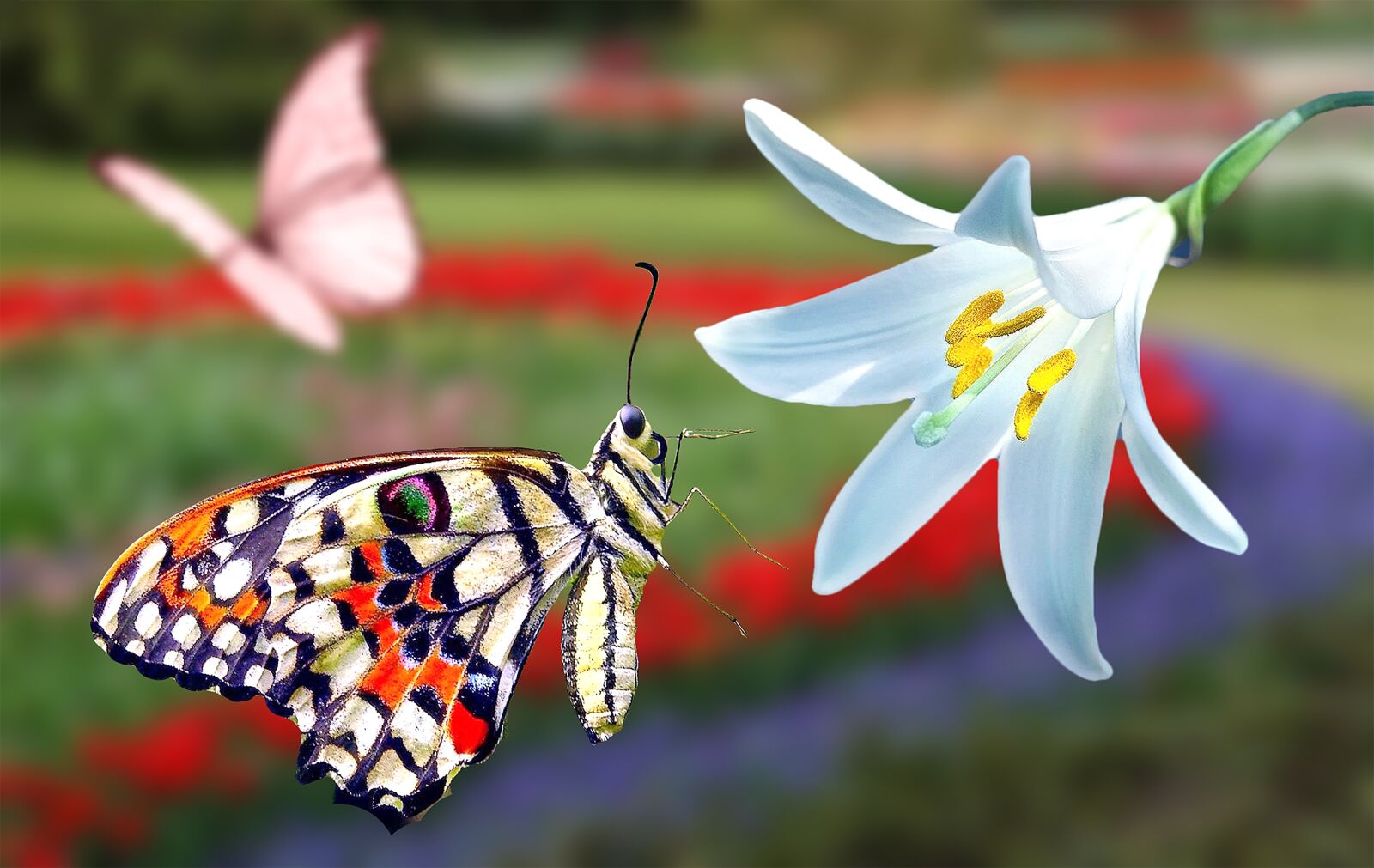 Xiaomi Redmi Note 6 Pro sample photo. Butterfly, flower, spring photography