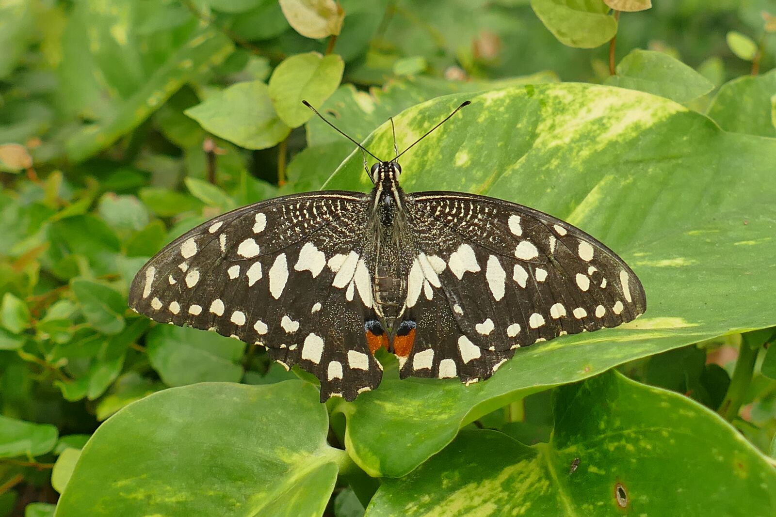 Panasonic Lumix DMC-FZ1000 sample photo. American admiral, butterfly, close photography