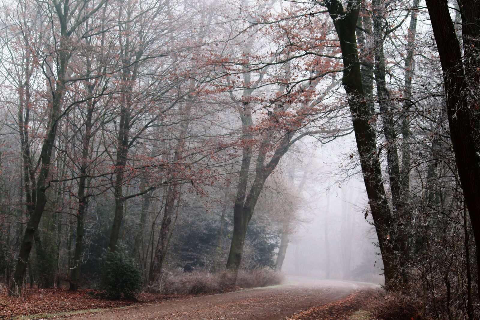 Canon EF-S 55-250mm F4-5.6 IS II sample photo. Fog, park, nature photography