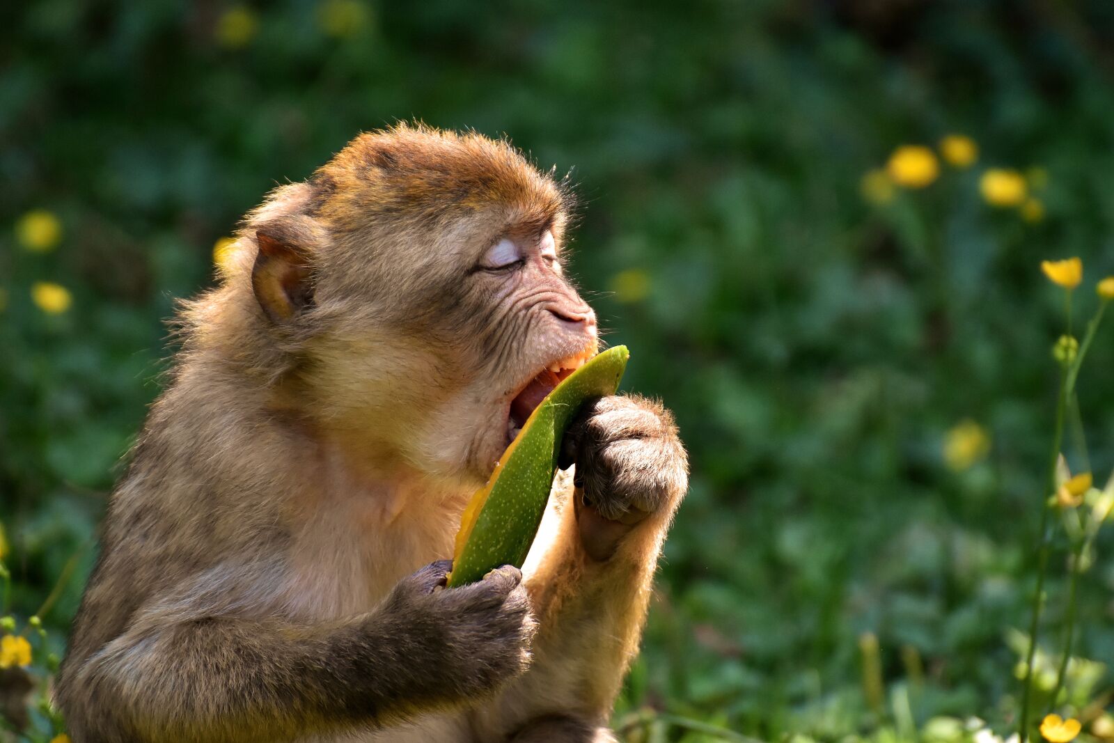 Nikon D7200 sample photo. Barbary ape, endangered species photography