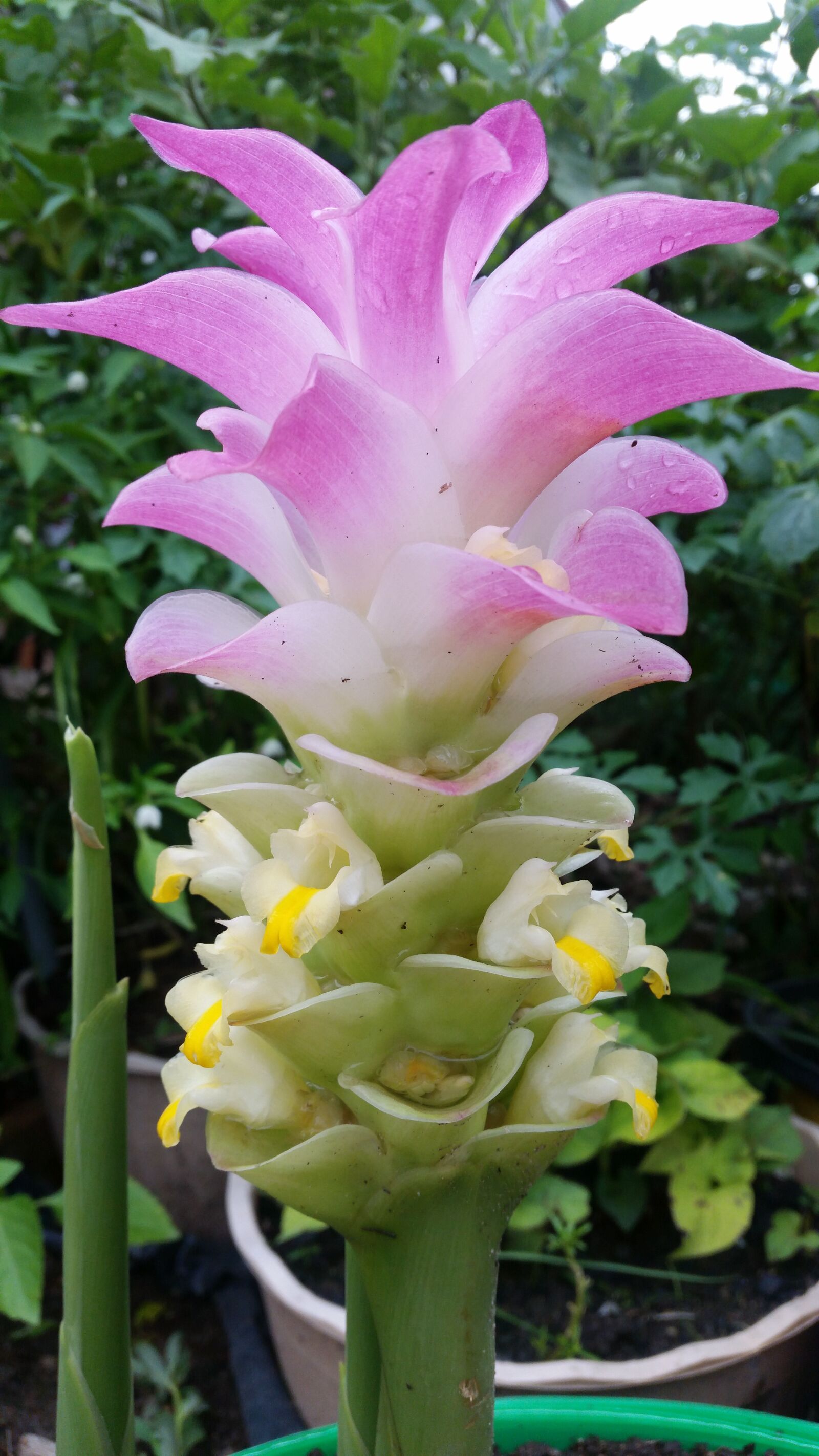 Samsung Galaxy S5 sample photo. Flower, flowers, purple flowers photography