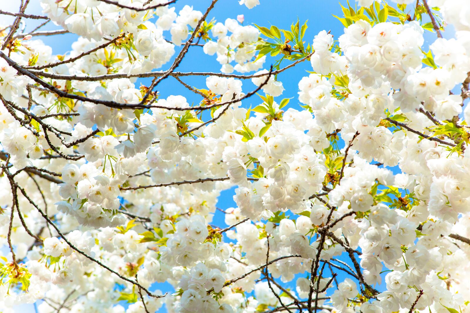 Canon EF 24-70mm F2.8L USM sample photo. Cherry, flower, sky photography