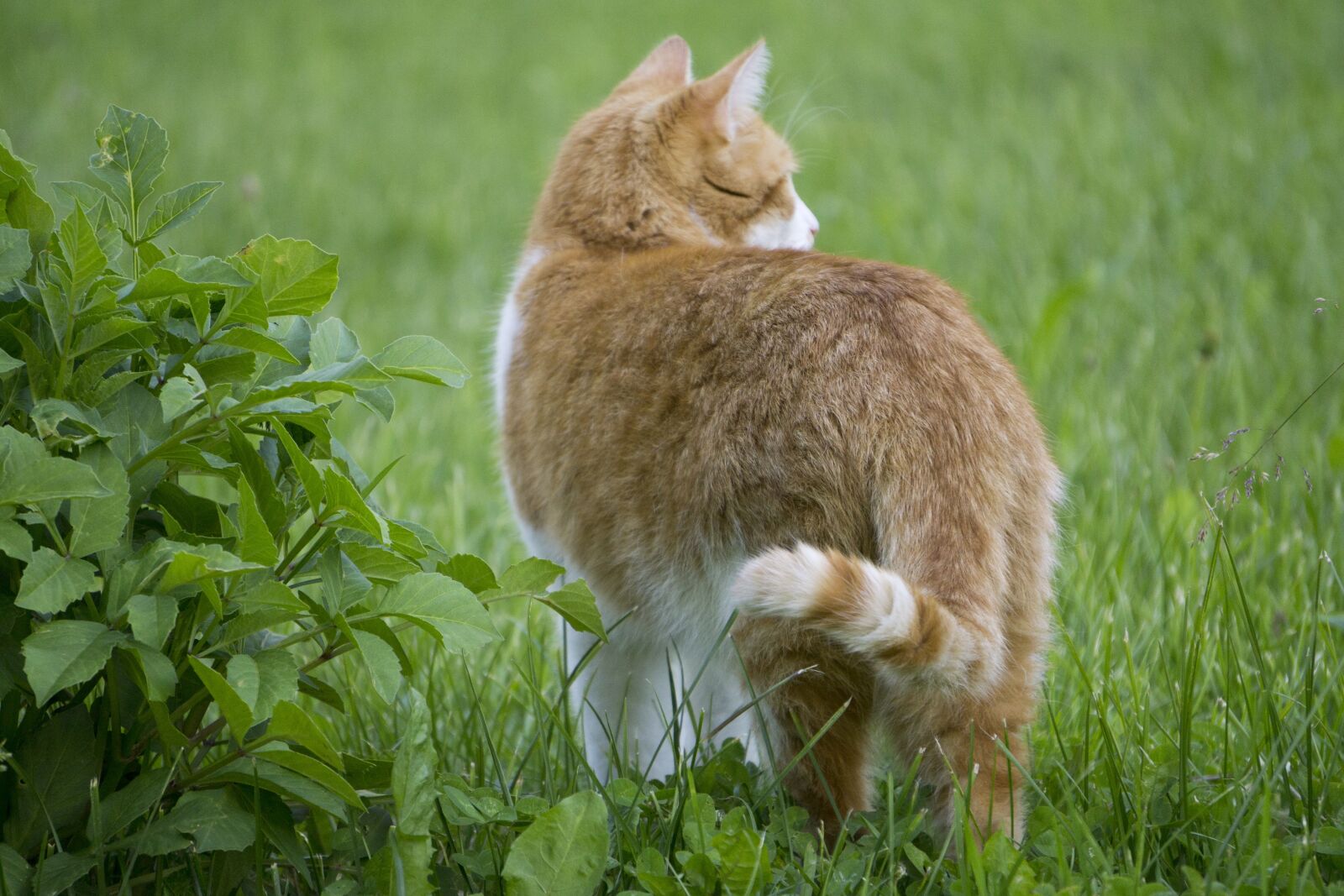 Sony a5100 sample photo. Cat, cat from the photography