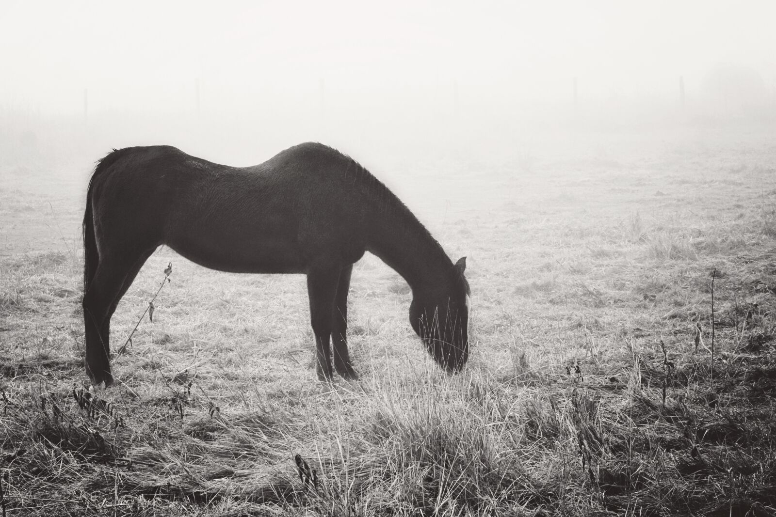 Nikon D7100 sample photo. Fog, horse, life photography