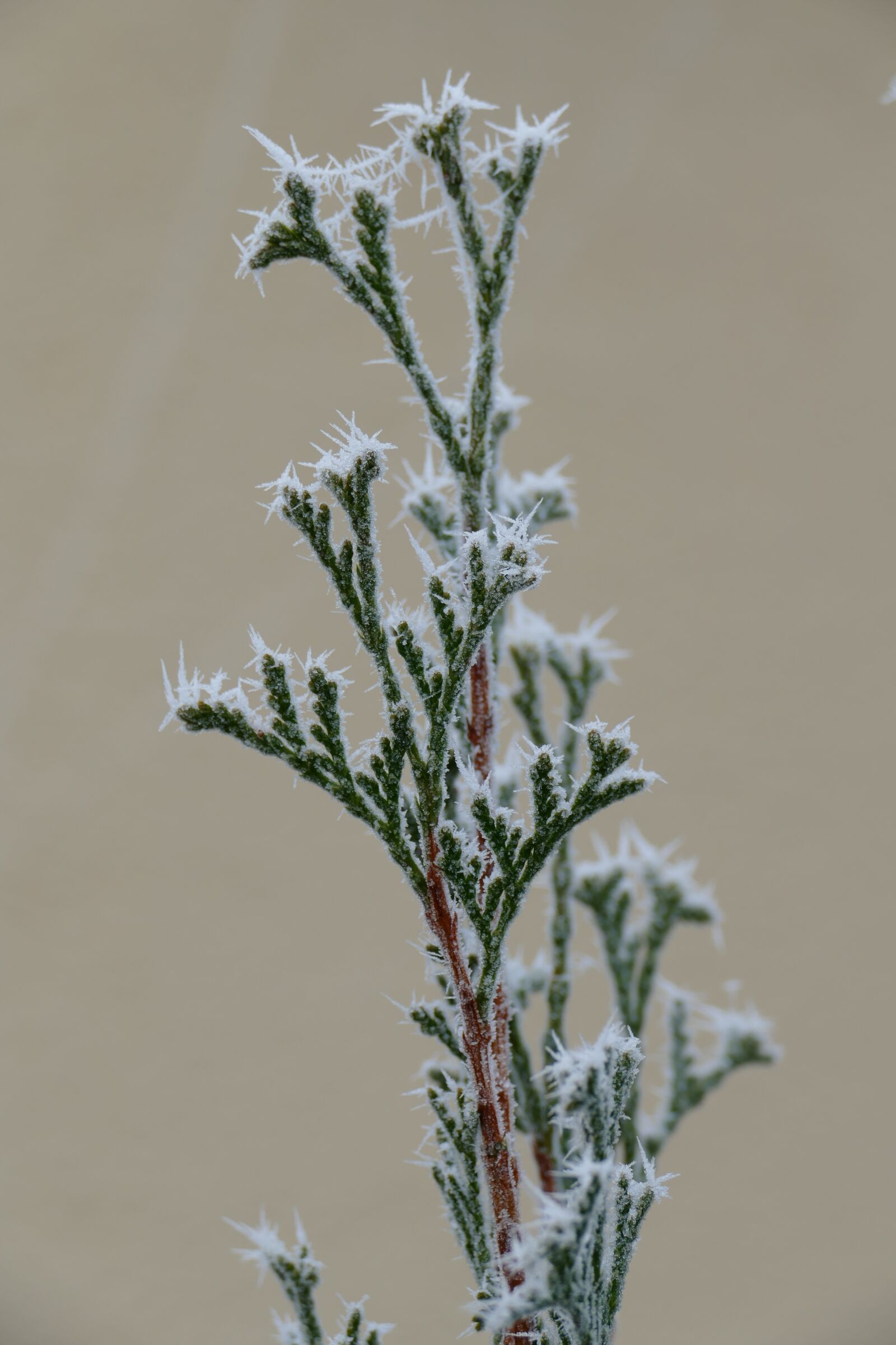 Panasonic Lumix DMC-FZ1000 sample photo. Winter, cold, ice photography