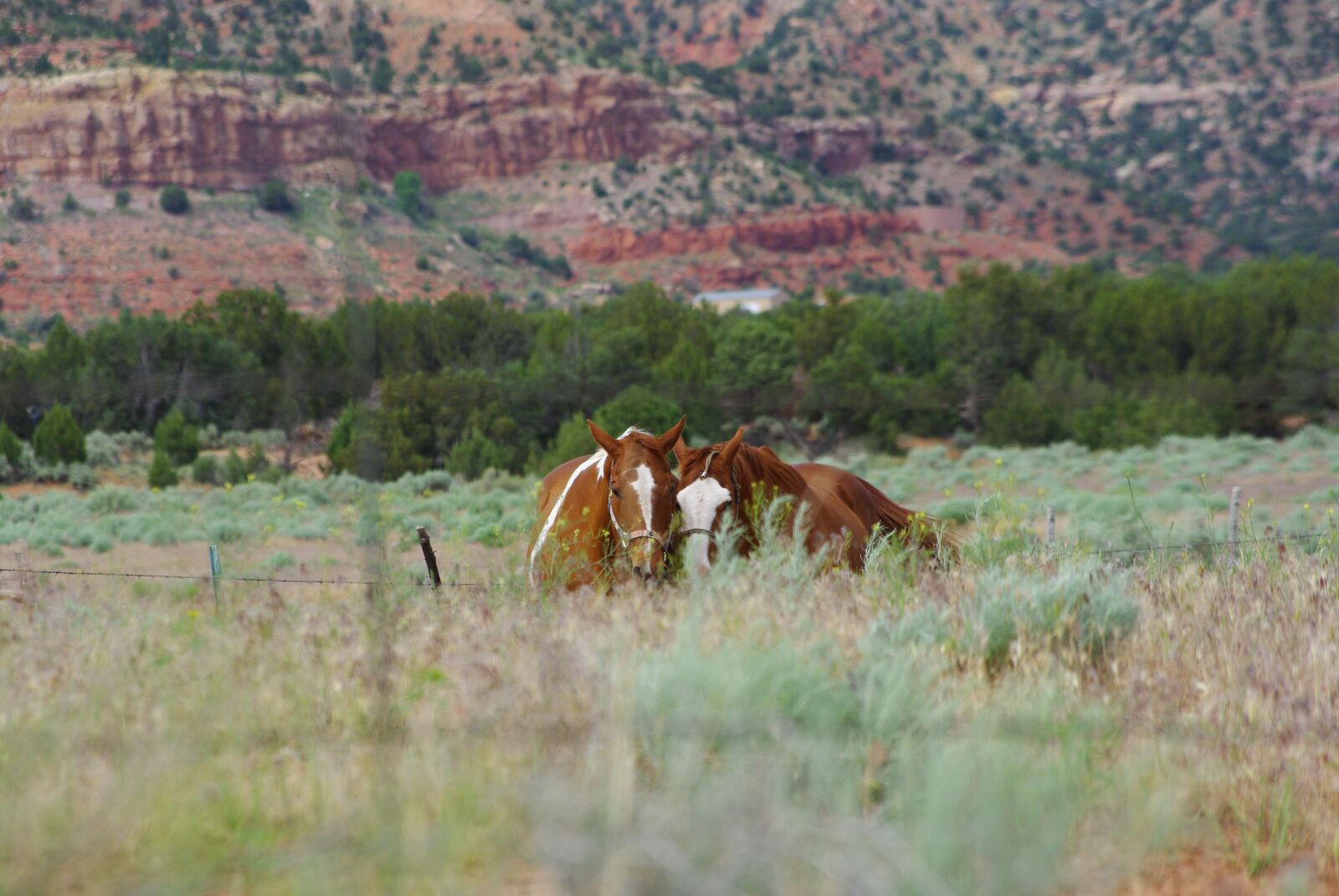 Pentax K200D sample photo. Horses, hiding, field photography